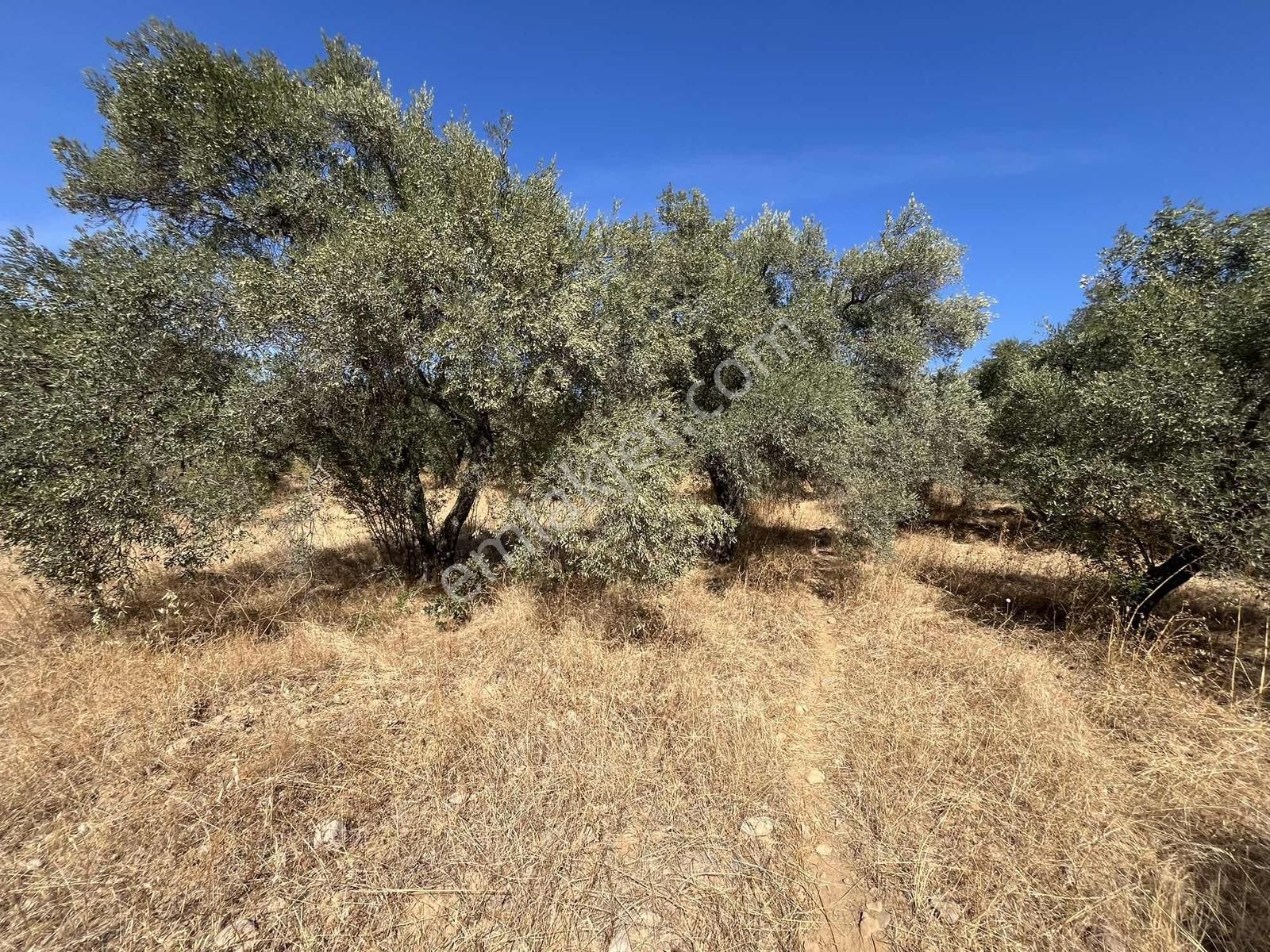 Torbalı Dirmil Mah.4309 M2 Müstakil Parsel Satılık Zeytinlik - Görsel 33