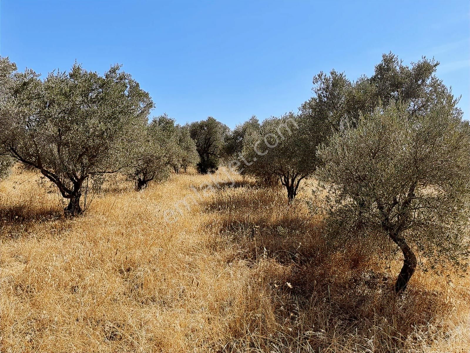 Torbalı Dirmil Mah.4309 M2 Müstakil Parsel Satılık Zeytinlik - Görsel 35
