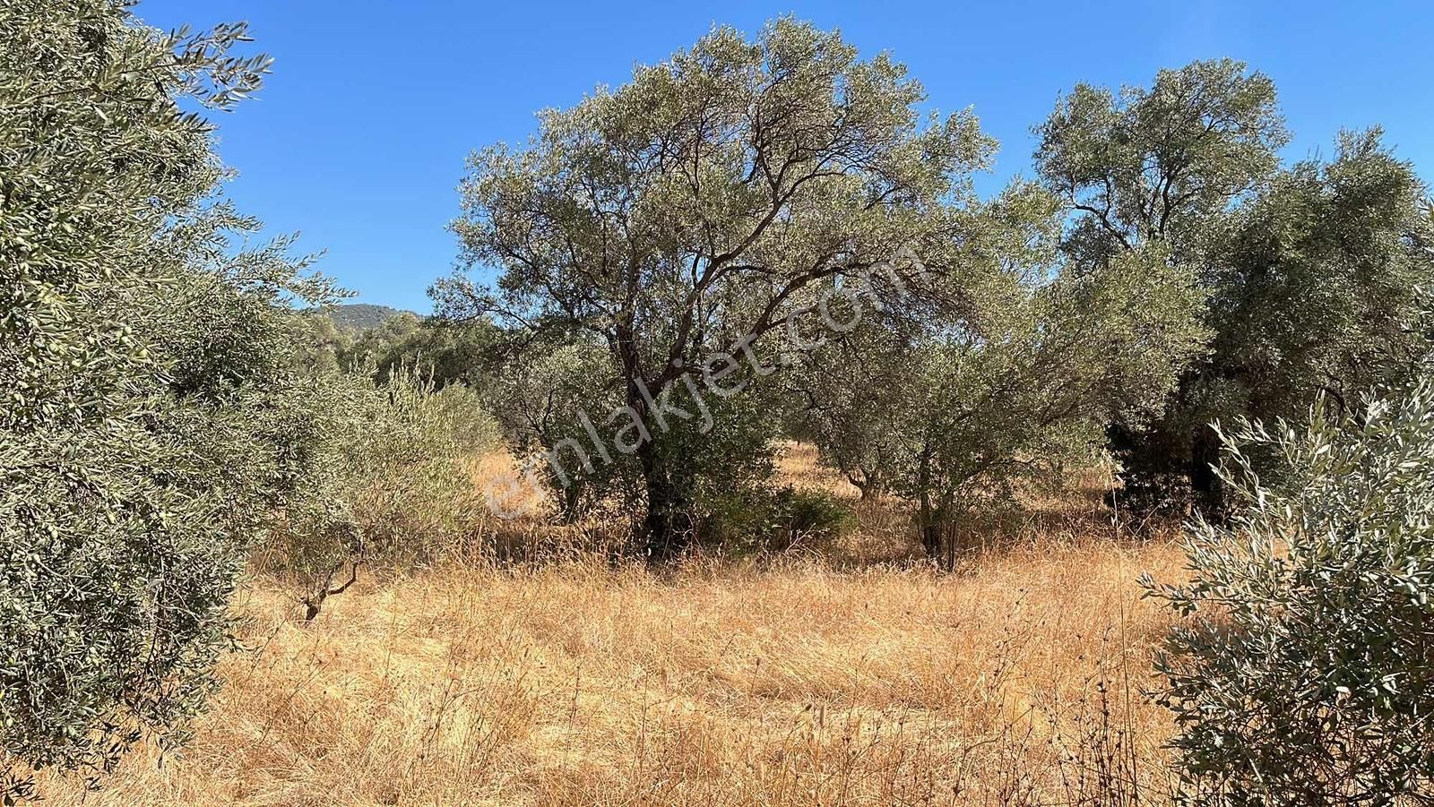 Torbalı Dirmil Mah.4309 M2 Müstakil Parsel Satılık Zeytinlik - Görsel 7