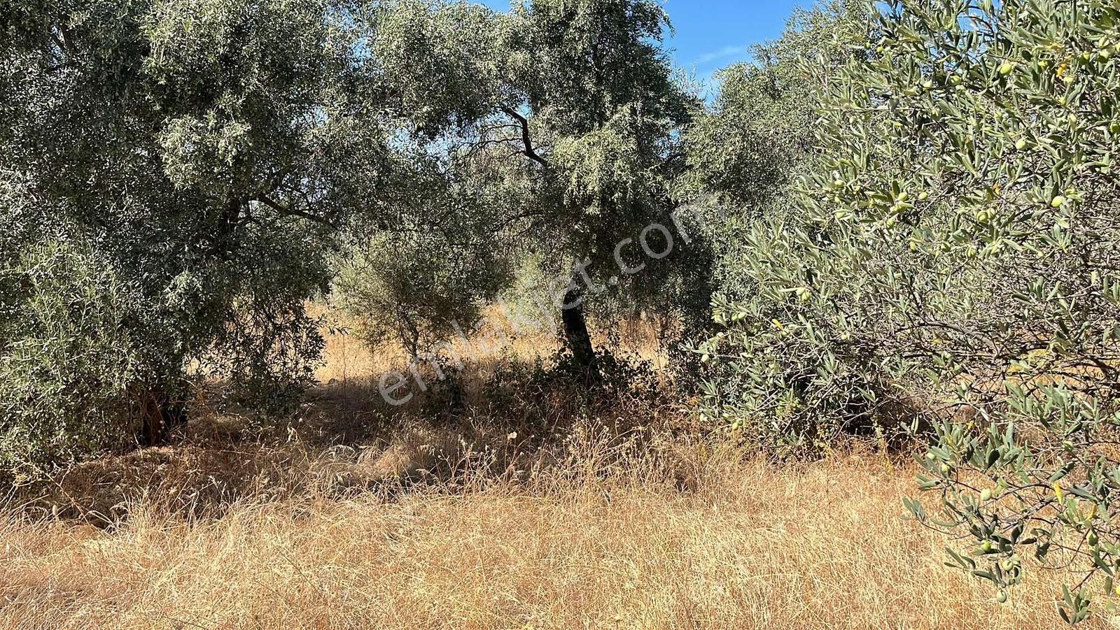 Torbalı Dirmil Mah.4309 M2 Müstakil Parsel Satılık Zeytinlik - Görsel 2