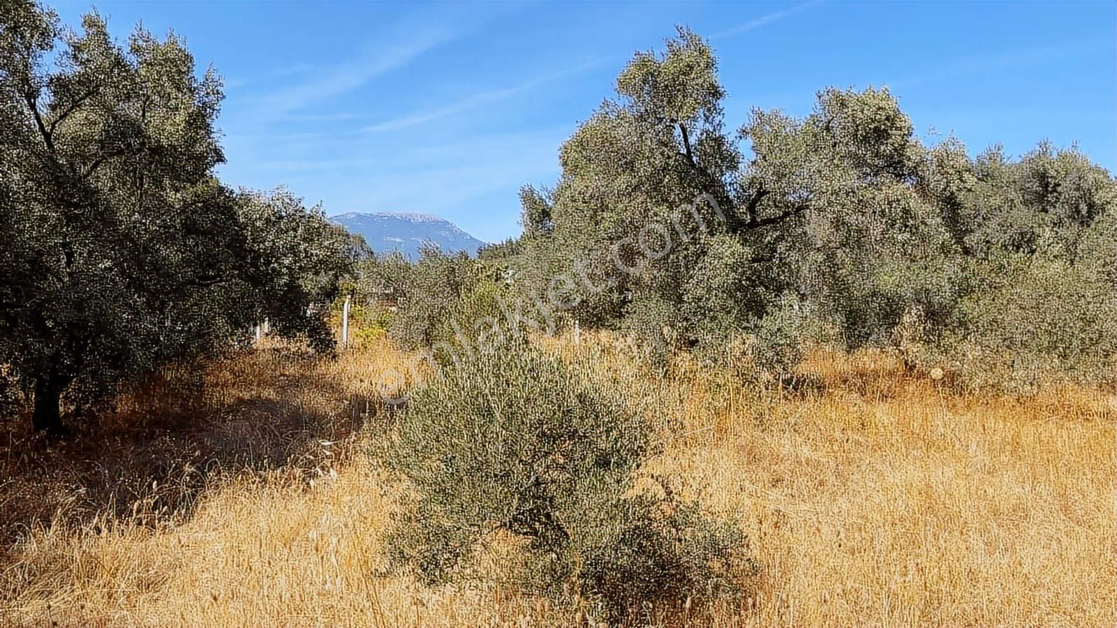 Torbalı Dirmil Mah.4309 M2 Müstakil Parsel Satılık Zeytinlik - Görsel 5