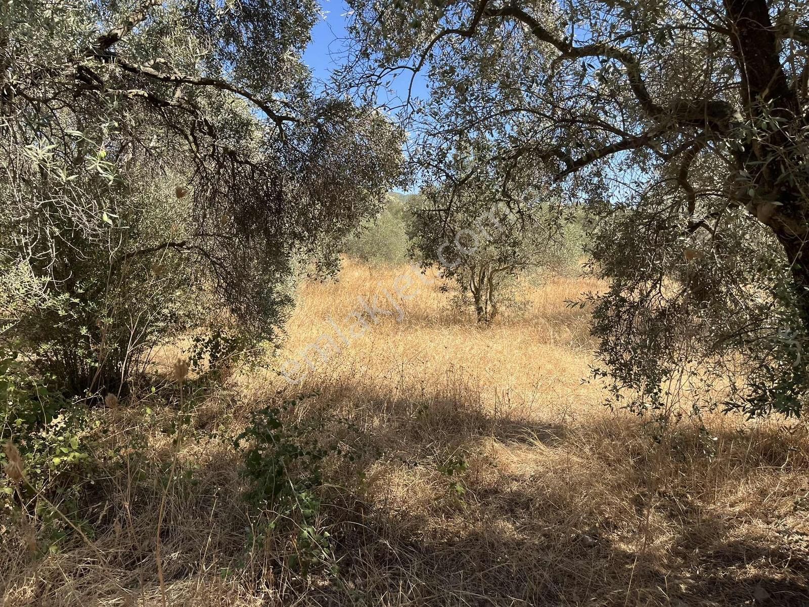 Torbalı Dirmil Mah.4309 M2 Müstakil Parsel Satılık Zeytinlik - Görsel 3