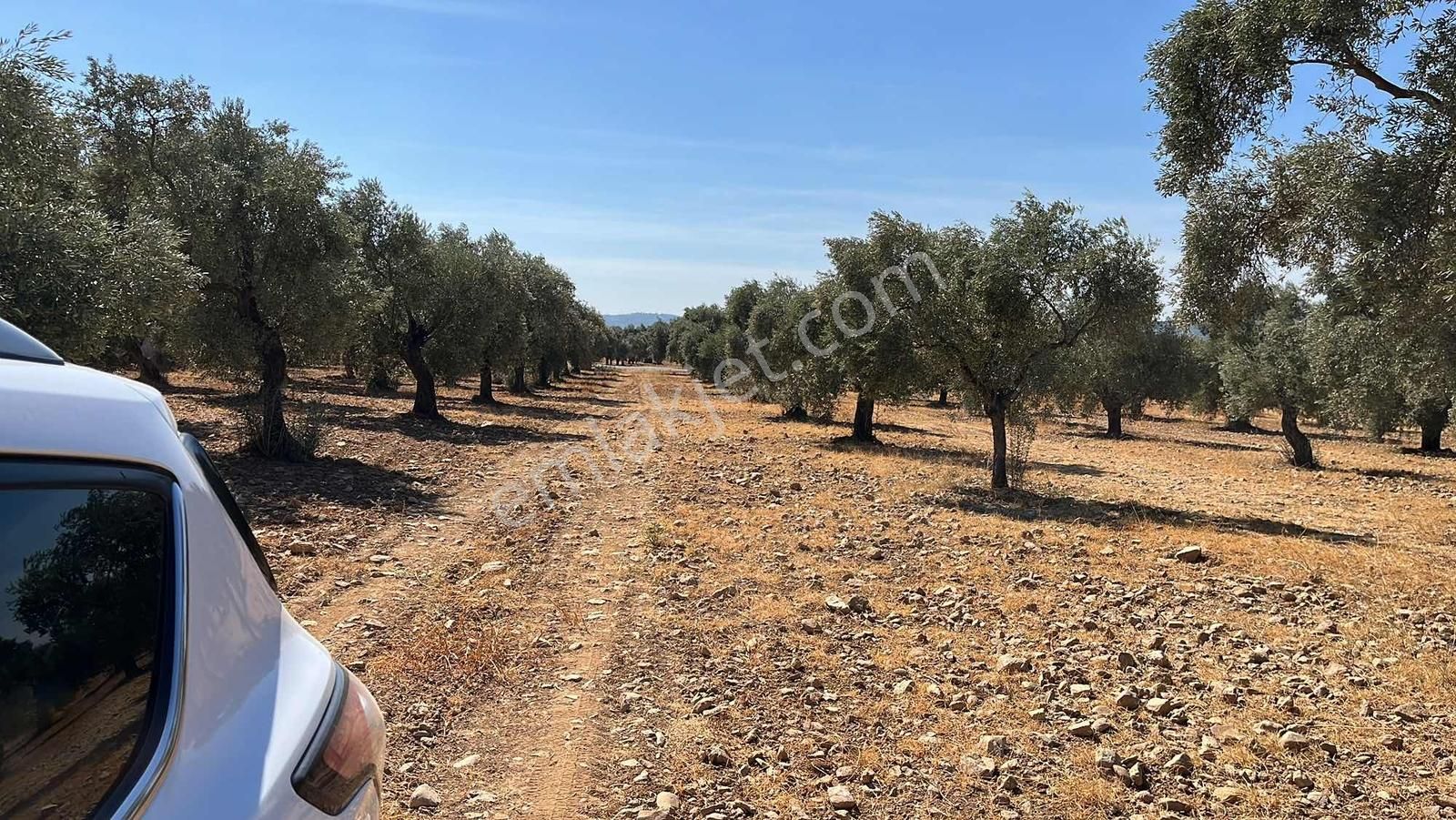 Torbalı Dirmil Mah.4309 M2 Müstakil Parsel Satılık Zeytinlik