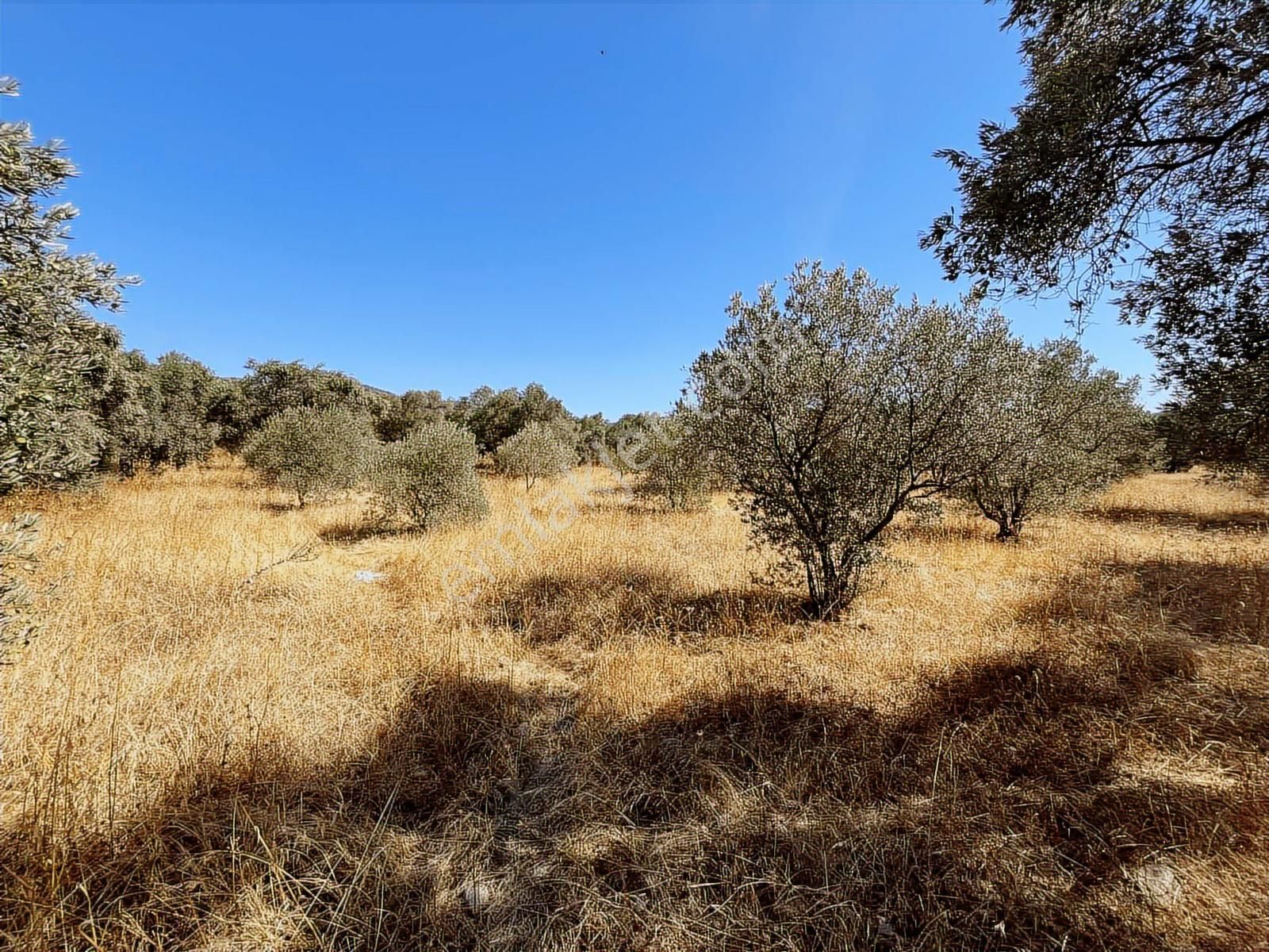 Torbalı Dirmil Mah.4309 M2 Müstakil Parsel Satılık Zeytinlik - Görsel 20