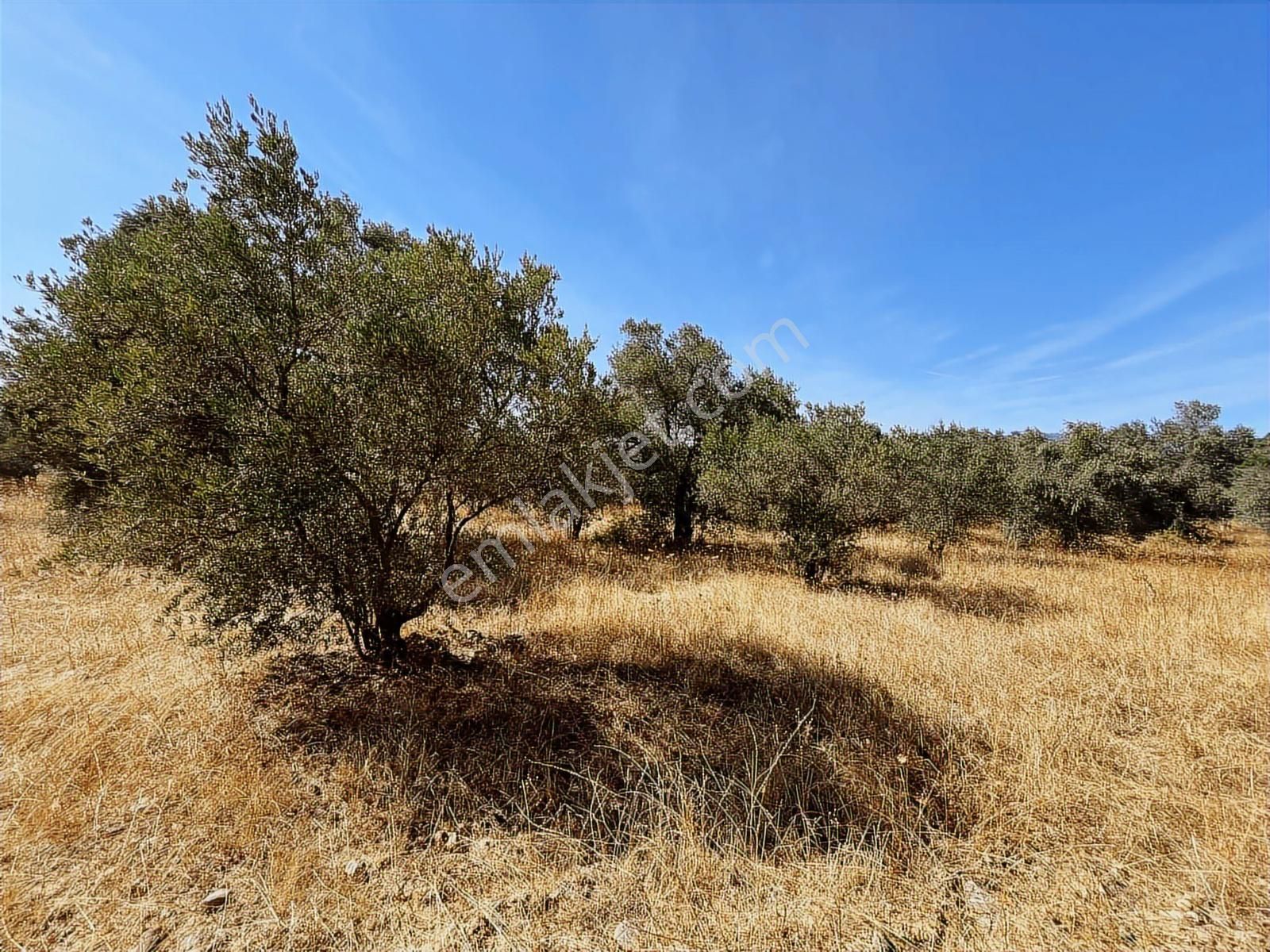 Torbalı Dirmil Mah.4309 M2 Müstakil Parsel Satılık Zeytinlik - Görsel 30