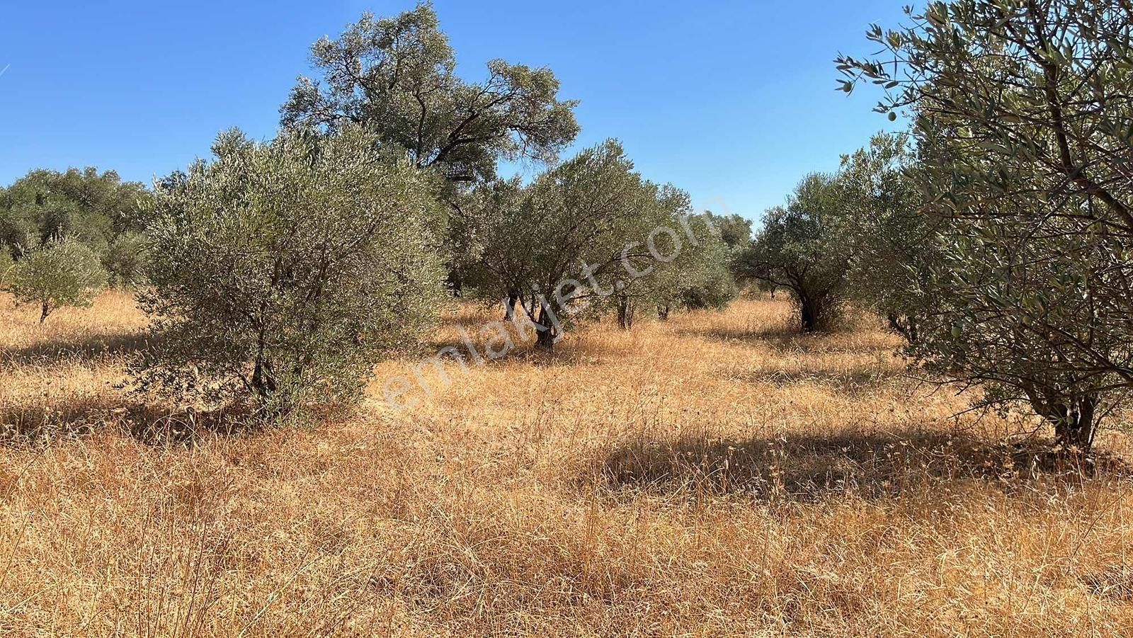 Torbalı Dirmil Mah.4309 M2 Müstakil Parsel Satılık Zeytinlik - Görsel 29