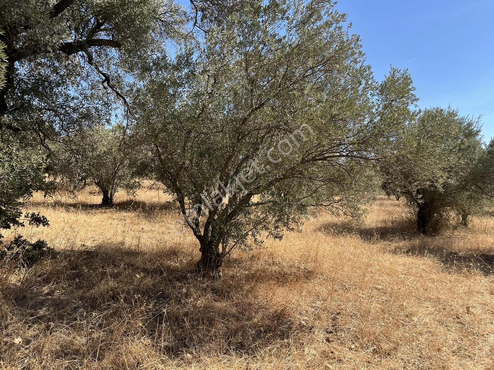 Torbalı Dirmil Mah.4309 M2 Müstakil Parsel Satılık Zeytinlik - Görsel 28