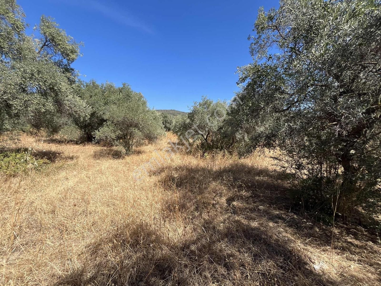 Torbalı Dirmil Mah.4309 M2 Müstakil Parsel Satılık Zeytinlik - Görsel 18