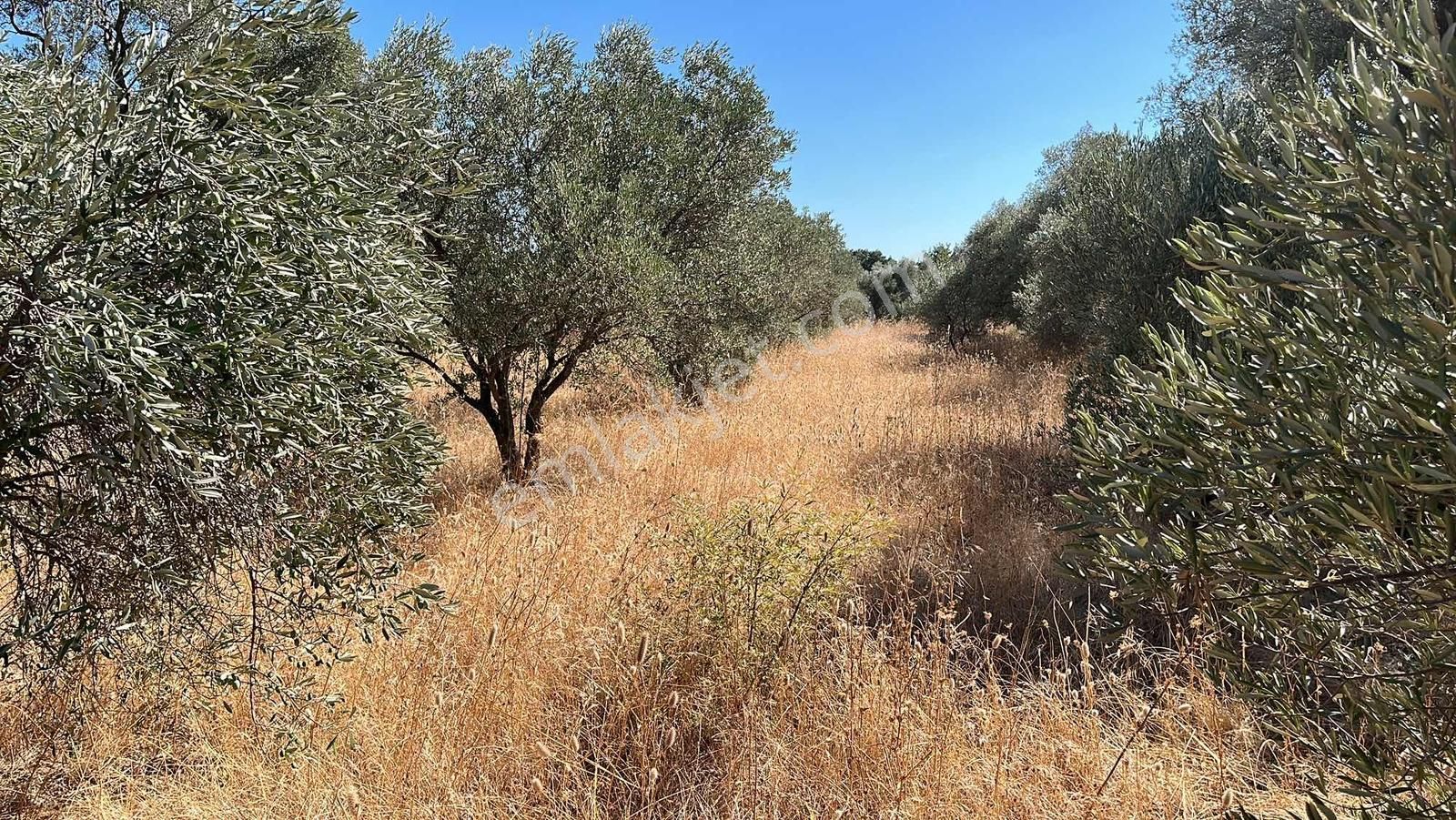 Torbalı Dirmil Mah.4309 M2 Müstakil Parsel Satılık Zeytinlik - Görsel 14