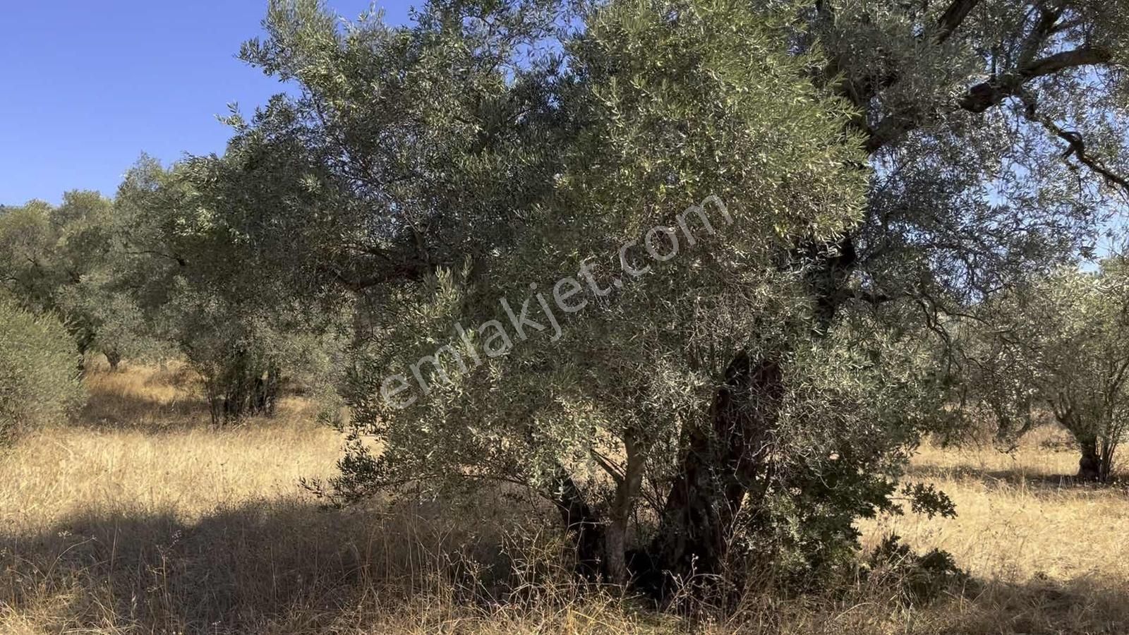 Torbalı Dirmil Mah.4309 M2 Müstakil Parsel Satılık Zeytinlik - Görsel 32