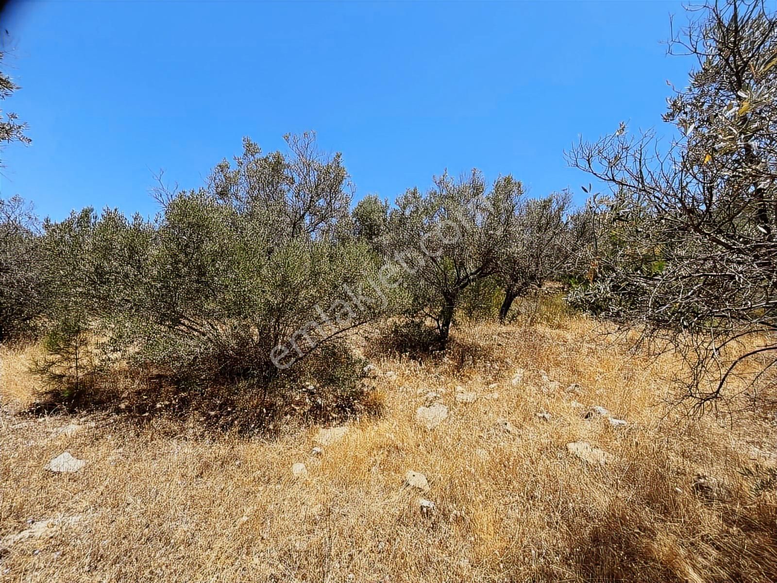 Torbalı Dirmil Mah 4902m2 Tek Tapu Satılık Zeytinlik - Görsel 23