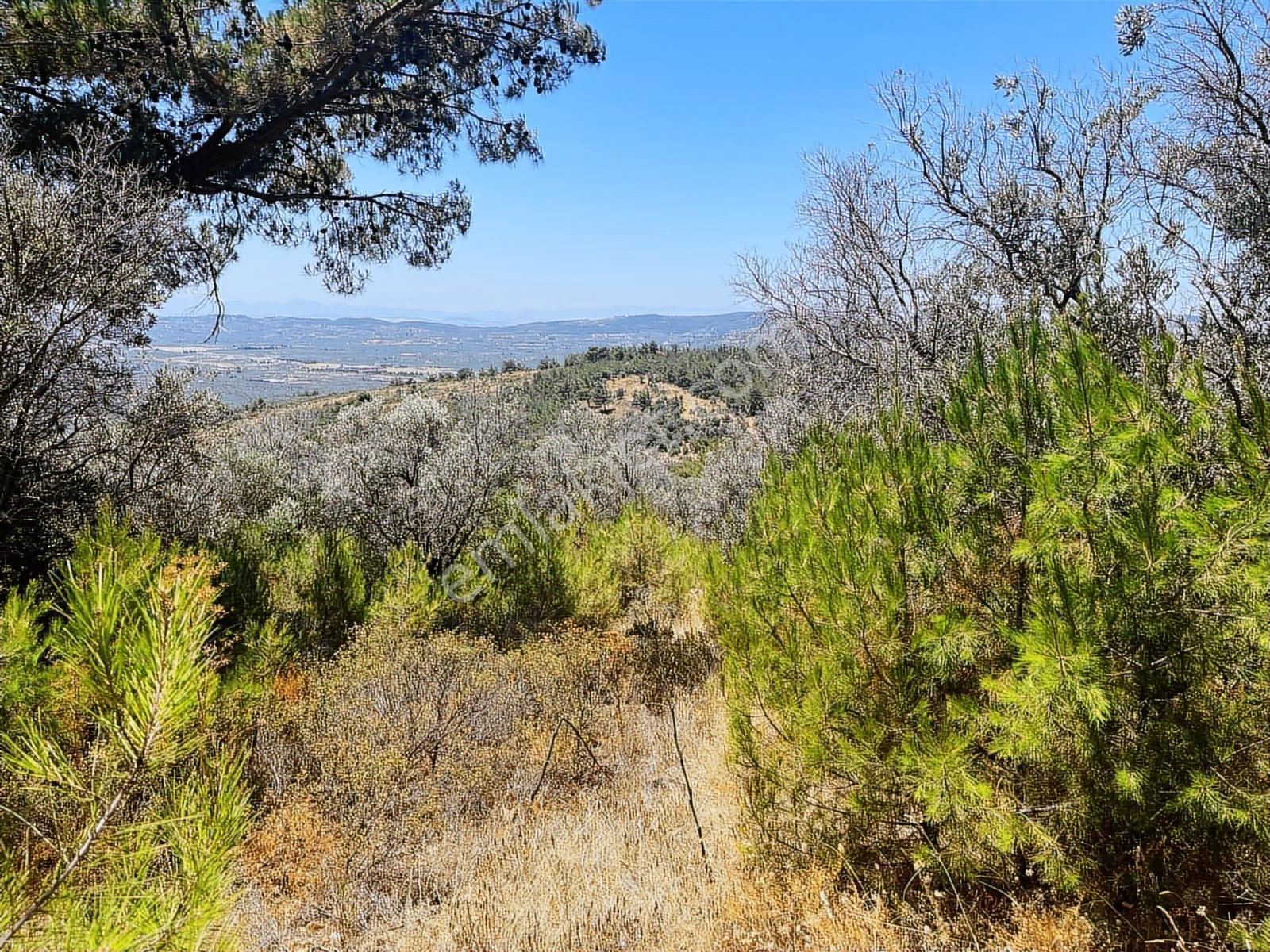 Torbalı Dirmil Mah 4902m2 Tek Tapu Satılık Zeytinlik - Görsel 44