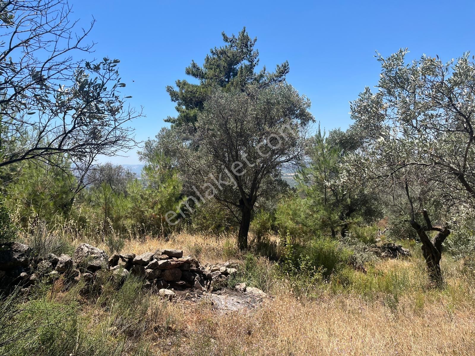 Torbalı Dirmil Mah 4902m2 Tek Tapu Satılık Zeytinlik - Görsel 2