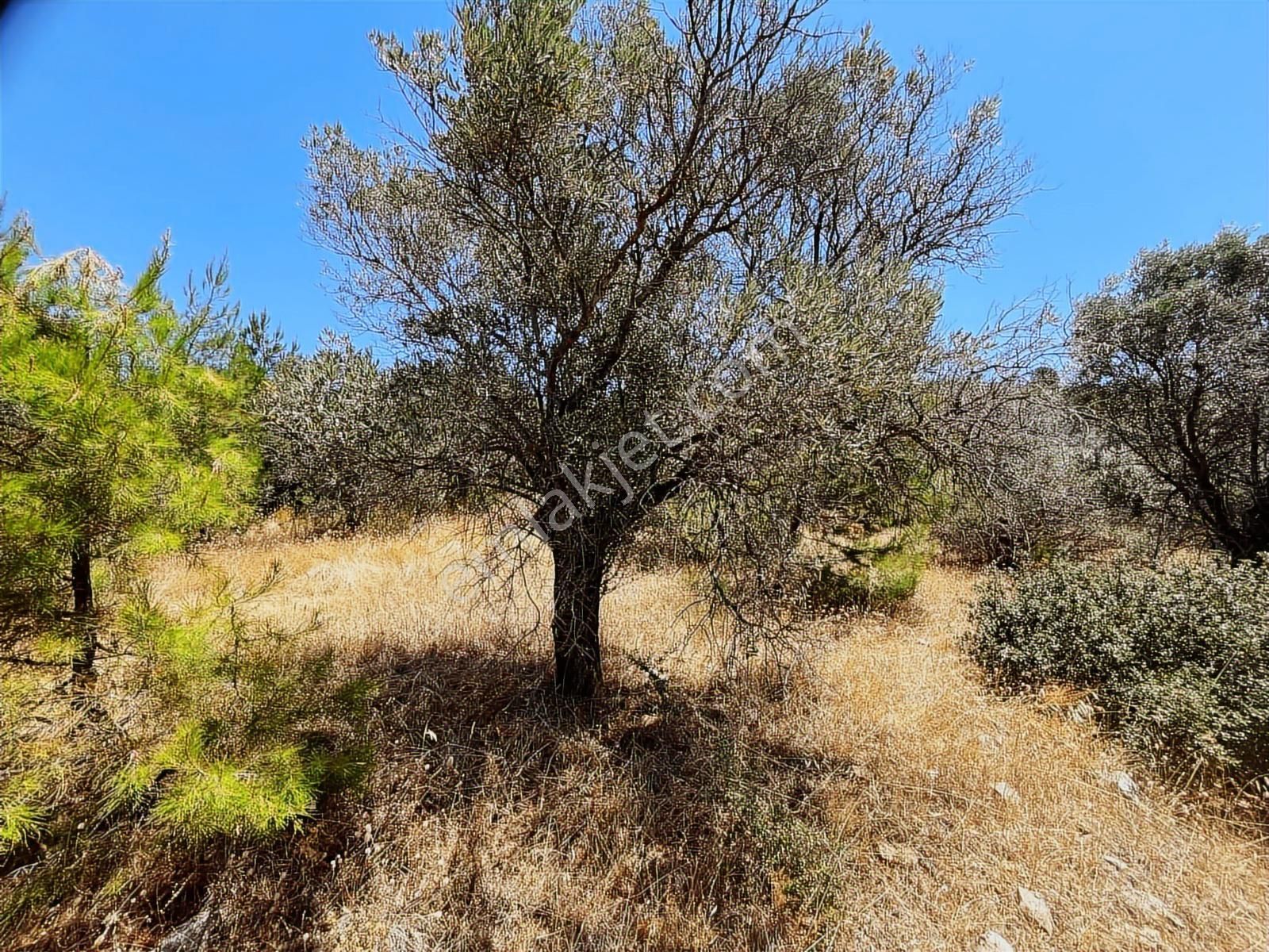Torbalı Dirmil Mah 4902m2 Tek Tapu Satılık Zeytinlik - Görsel 12