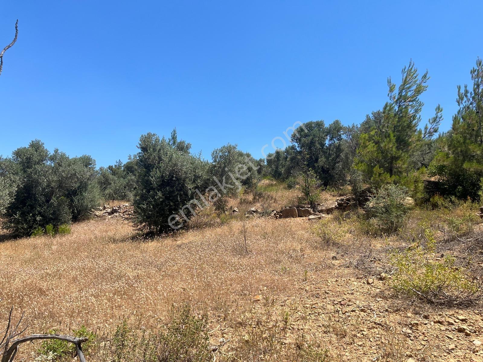 Torbalı Dirmil Mah 4902m2 Tek Tapu Satılık Zeytinlik - Görsel 52