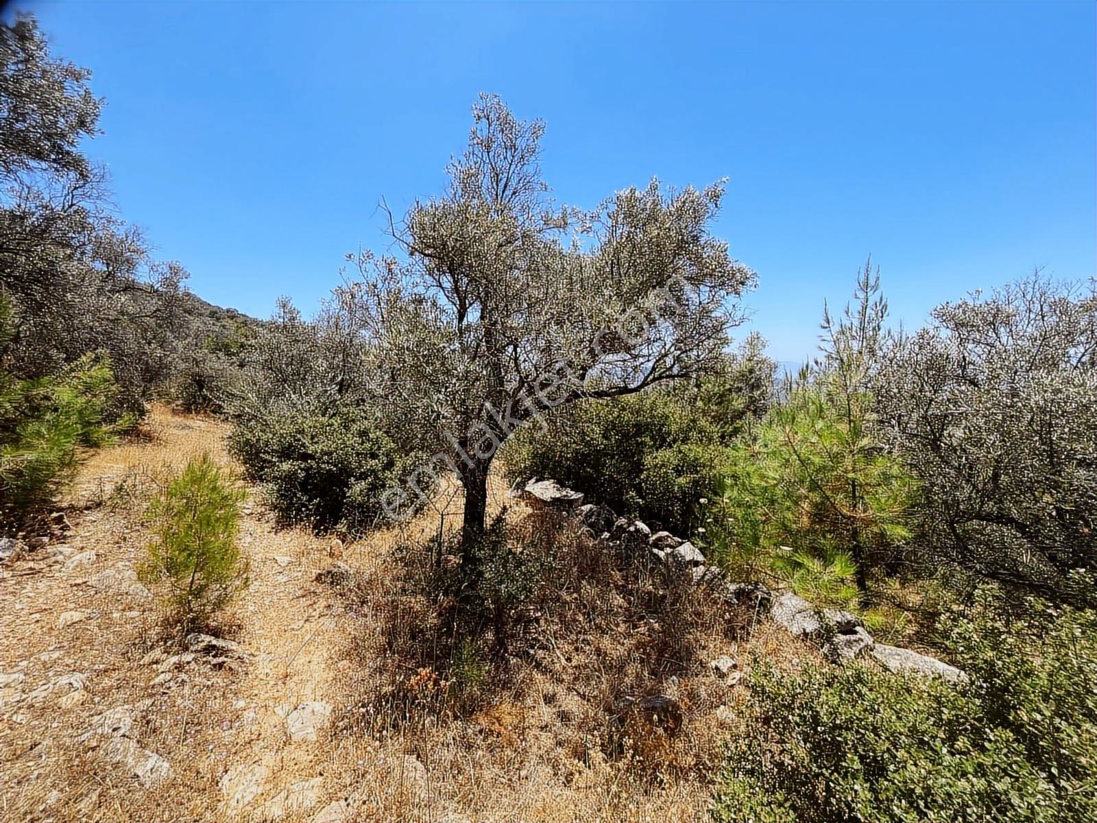 Torbalı Dirmil Mah 4902m2 Tek Tapu Satılık Zeytinlik - Görsel 9