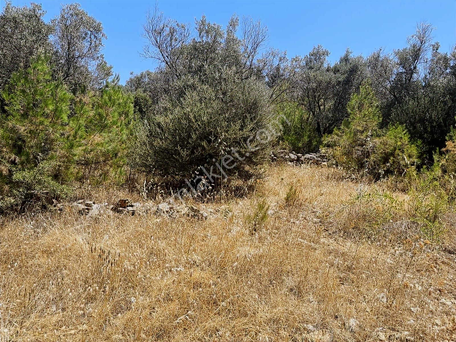 Torbalı Dirmil Mah 4902m2 Tek Tapu Satılık Zeytinlik - Görsel 5