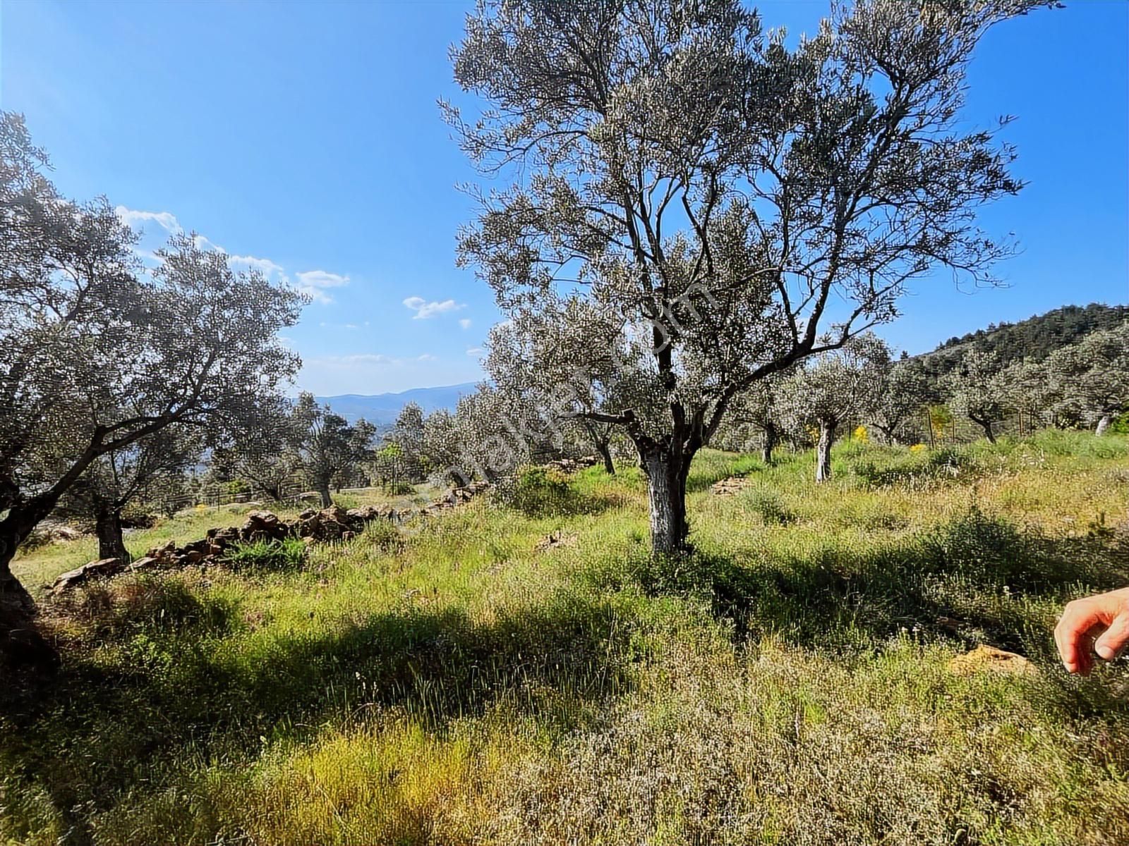 Torbalı Dirmil Mah 2080m2 Mirastan Bölünme Satılık Zeytinlik - Görsel 11
