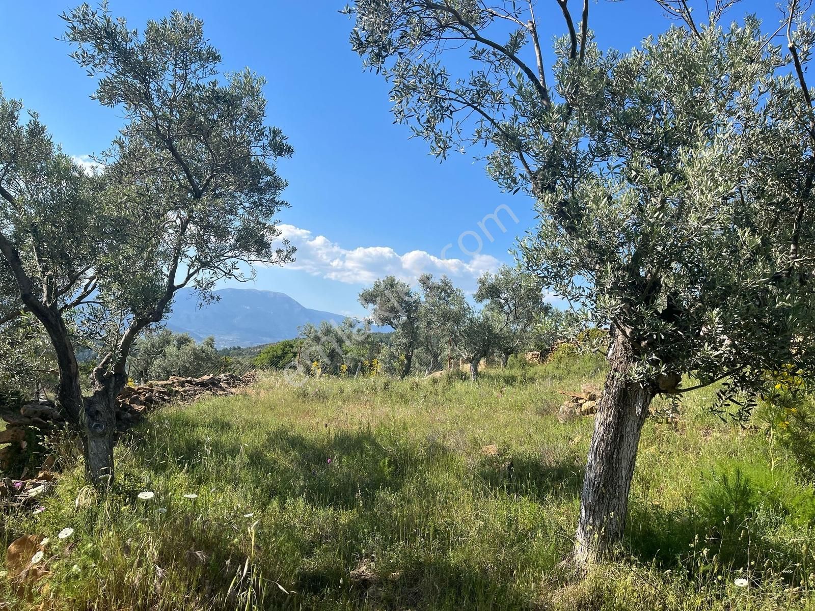 Torbalı Dirmil Mah 2080m2 Mirastan Bölünme Satılık Zeytinlik - Görsel 29