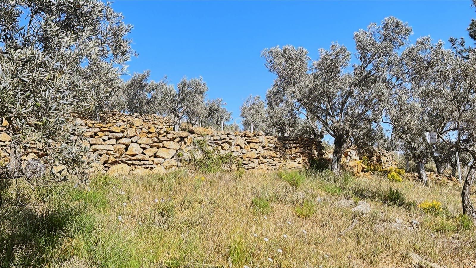 Torbalı Dirmil Mah 2080m2 Mirastan Bölünme Satılık Zeytinlik - Görsel 33