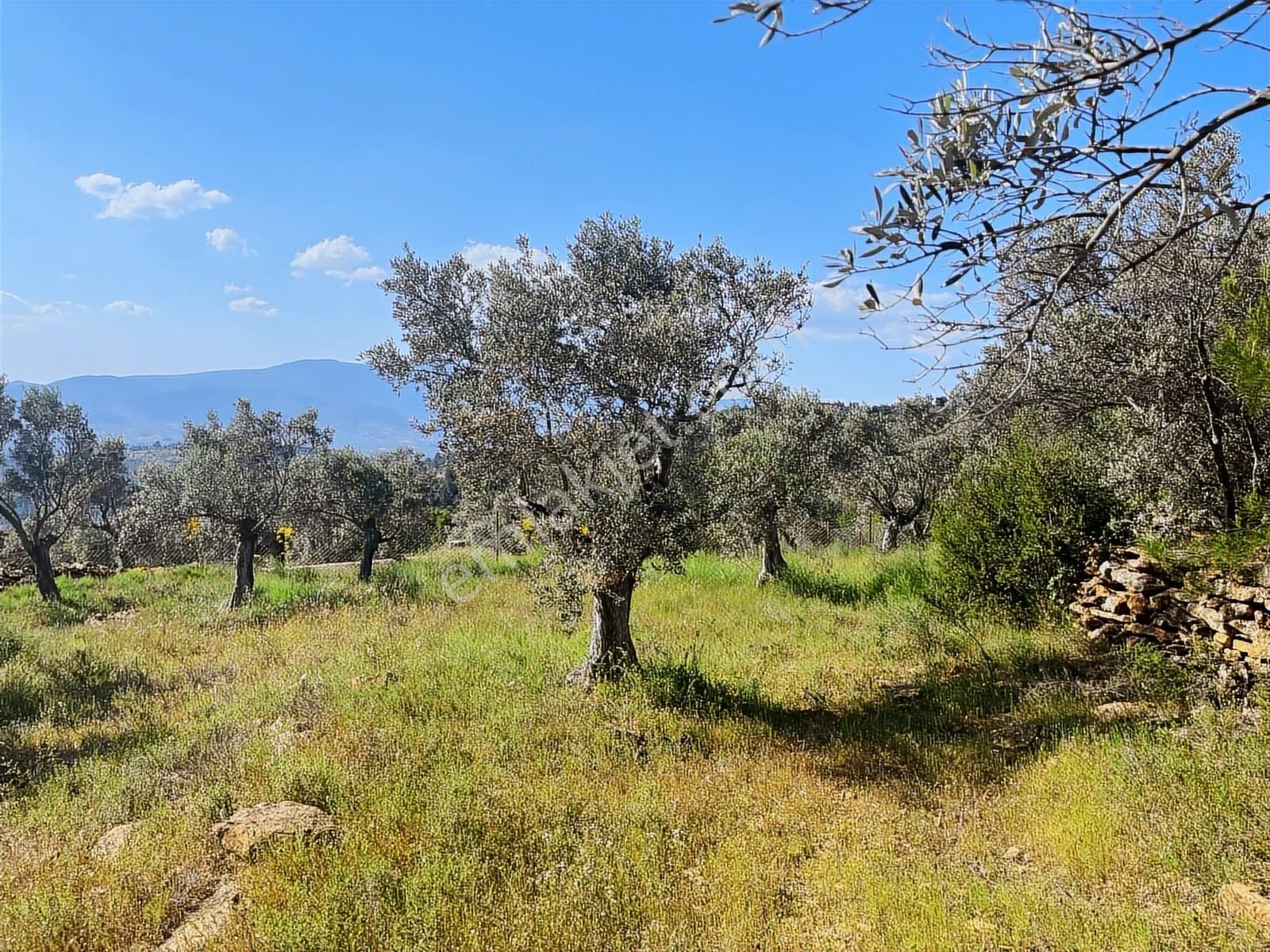 Torbalı Dirmil Mah 2080m2 Mirastan Bölünme Satılık Zeytinlik - Görsel 30