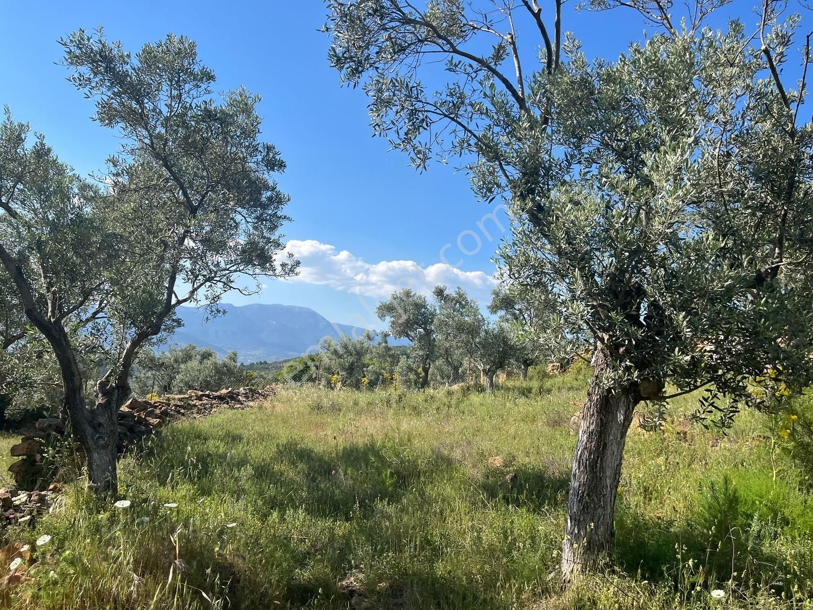 Torbalı Dirmil Mah 2080m2 Mirastan Bölünme Satılık Zeytinlik - Görsel 23