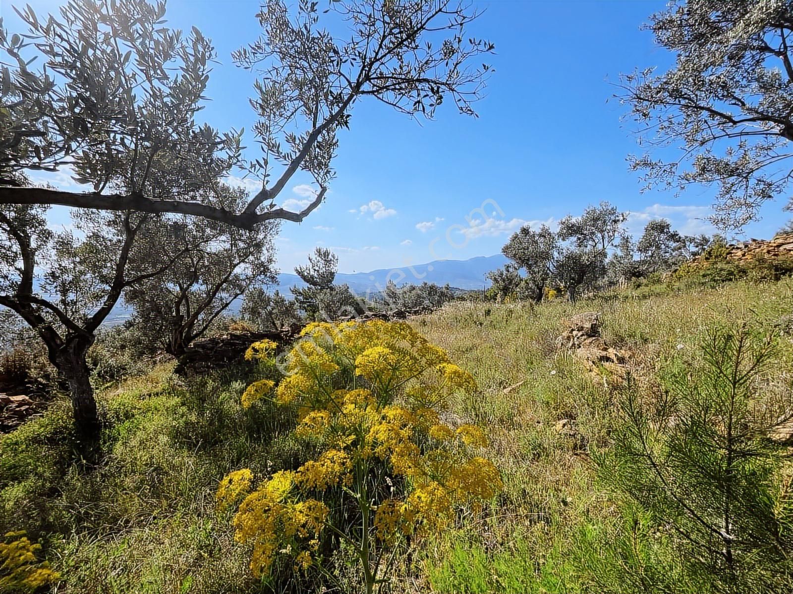 Torbalı Dirmil Mah 2080m2 Mirastan Bölünme Satılık Zeytinlik - Görsel 3