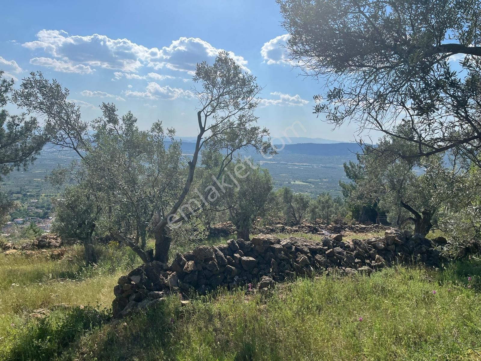 Torbalı Dirmil Mah 2080m2 Mirastan Bölünme Satılık Zeytinlik - Görsel 17