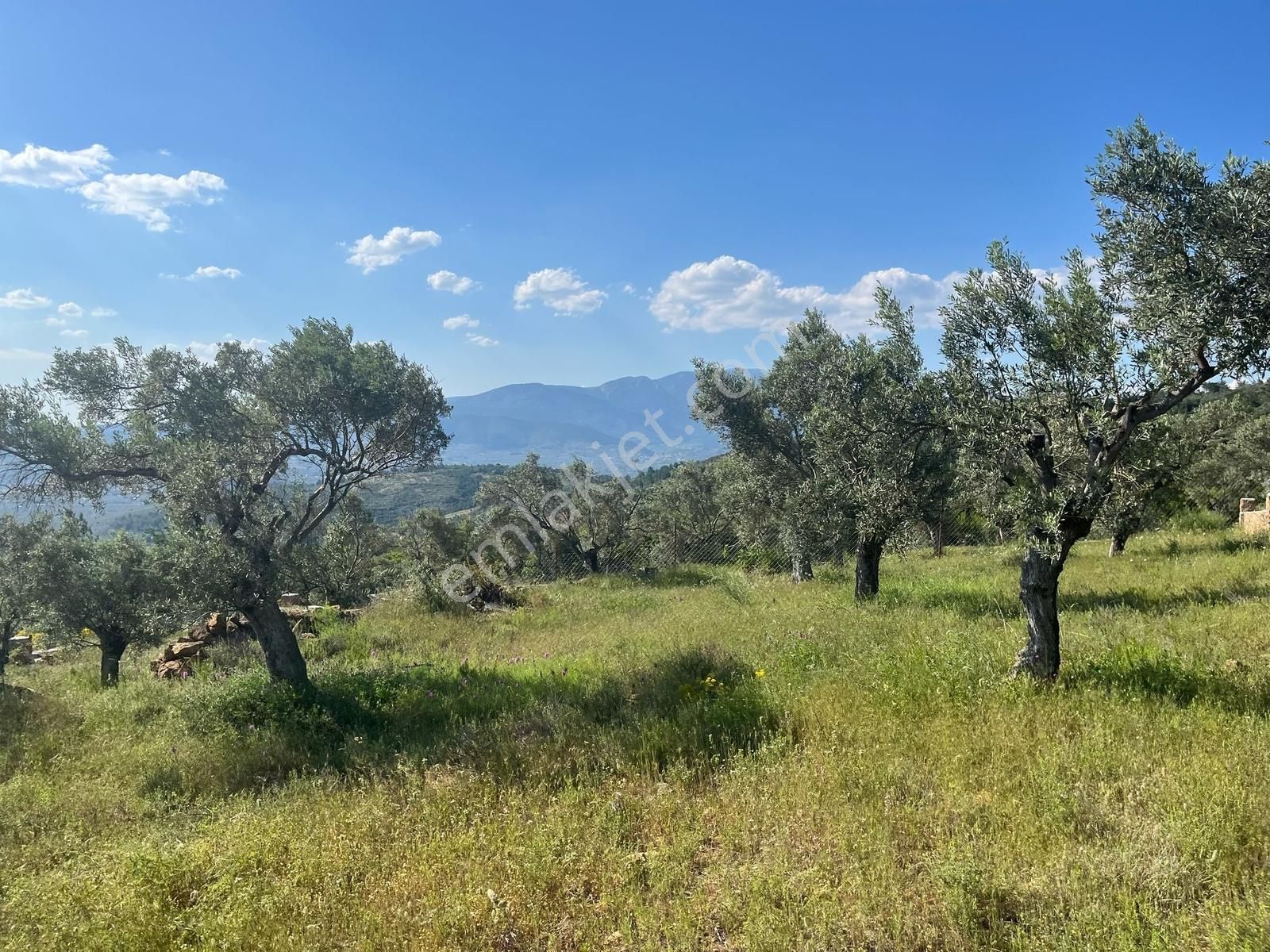 Torbalı Dirmil Mah 2080m2 Mirastan Bölünme Satılık Zeytinlik - Görsel 32