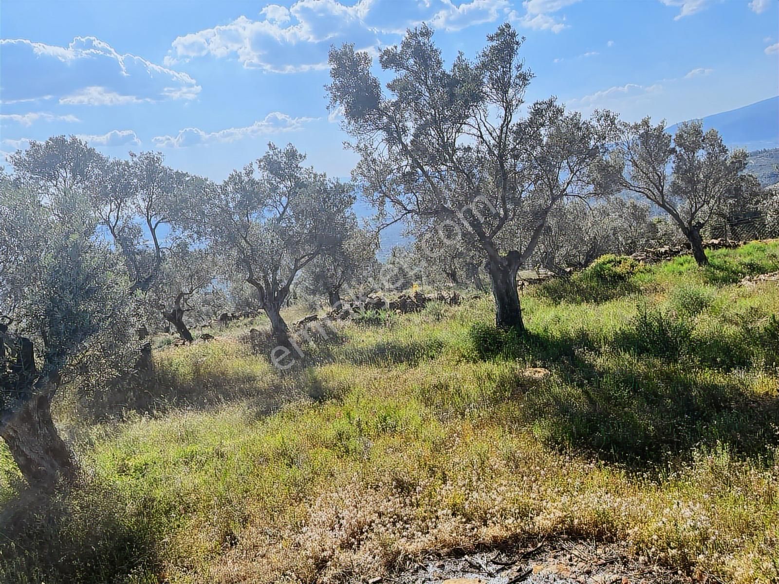 Torbalı Dirmil Mah 2080m2 Mirastan Bölünme Satılık Zeytinlik - Görsel 15