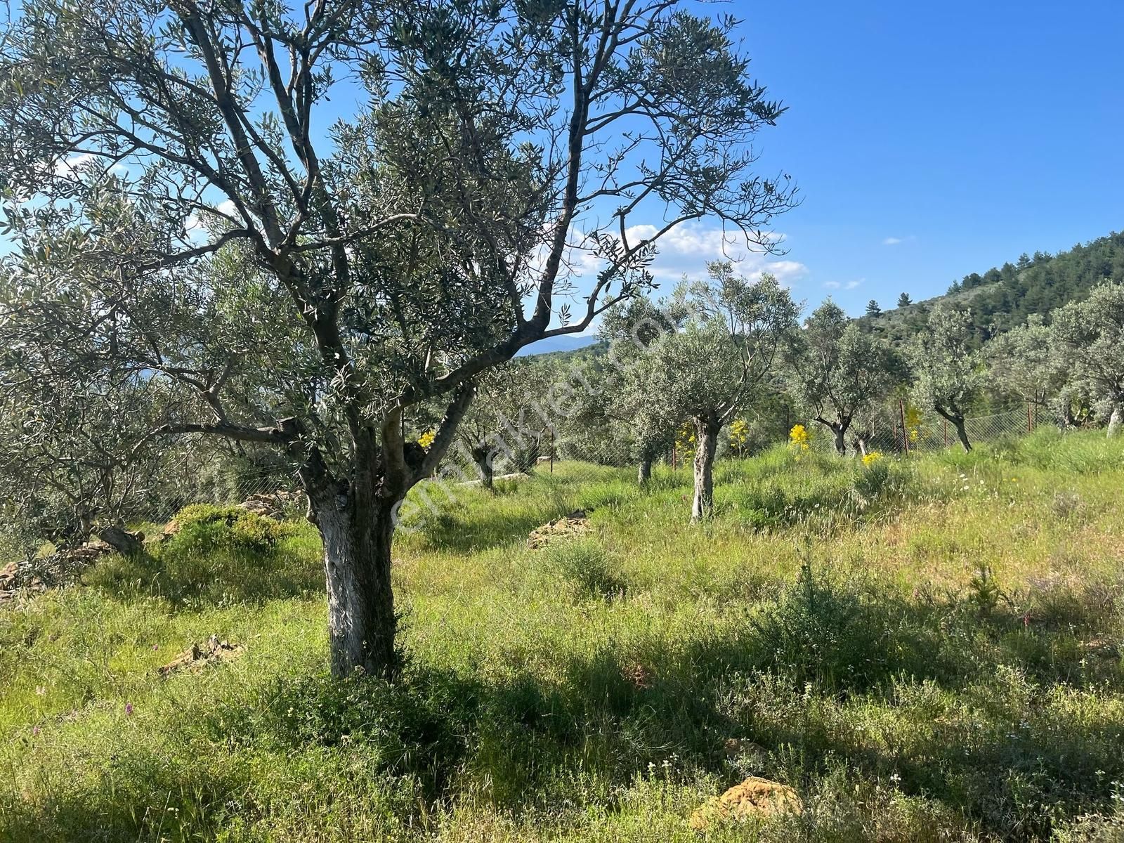 Torbalı Dirmil Mah 2080m2 Mirastan Bölünme Satılık Zeytinlik - Görsel 12