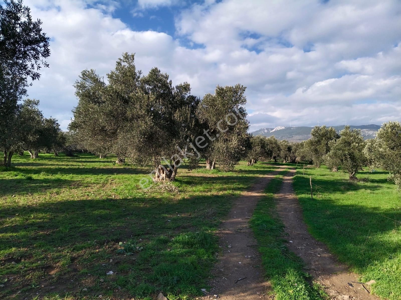 Göçbeyliye 750 Metre Mesafede 1056 M2 Zeytinlik - Görsel 10