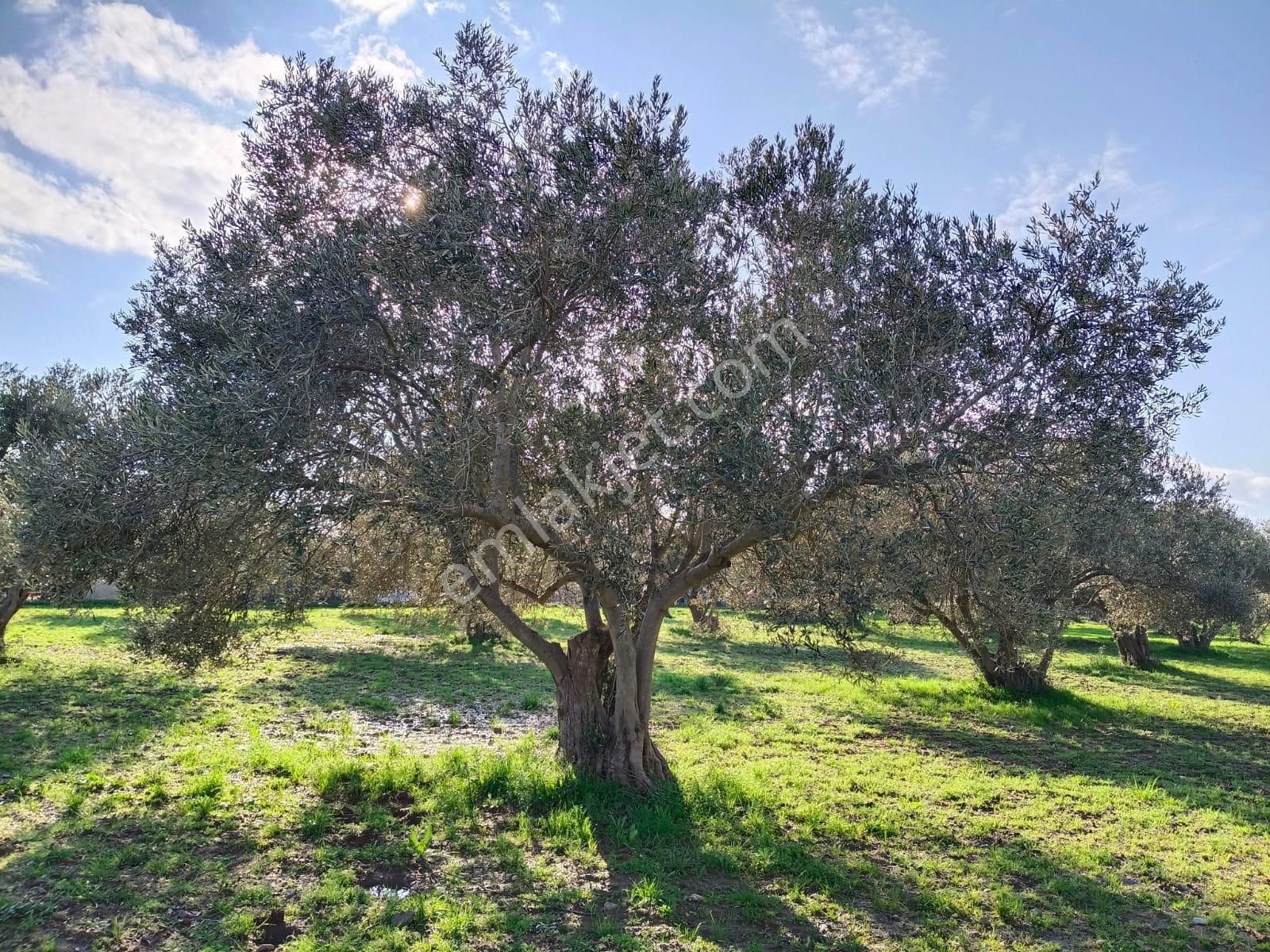 Göçbeyliye 750 Metre Mesafede 1056 M2 Zeytinlik - Görsel 9