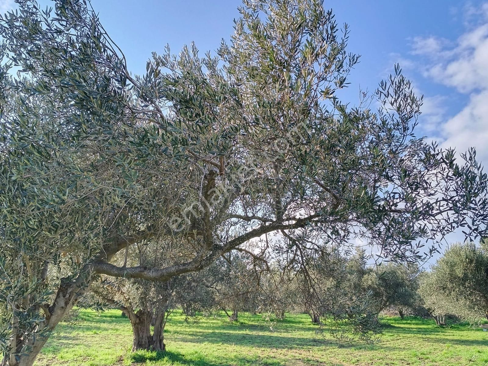 Göçbeyliye 750 Metre Mesafede 1056 M2 Zeytinlik - Görsel 7