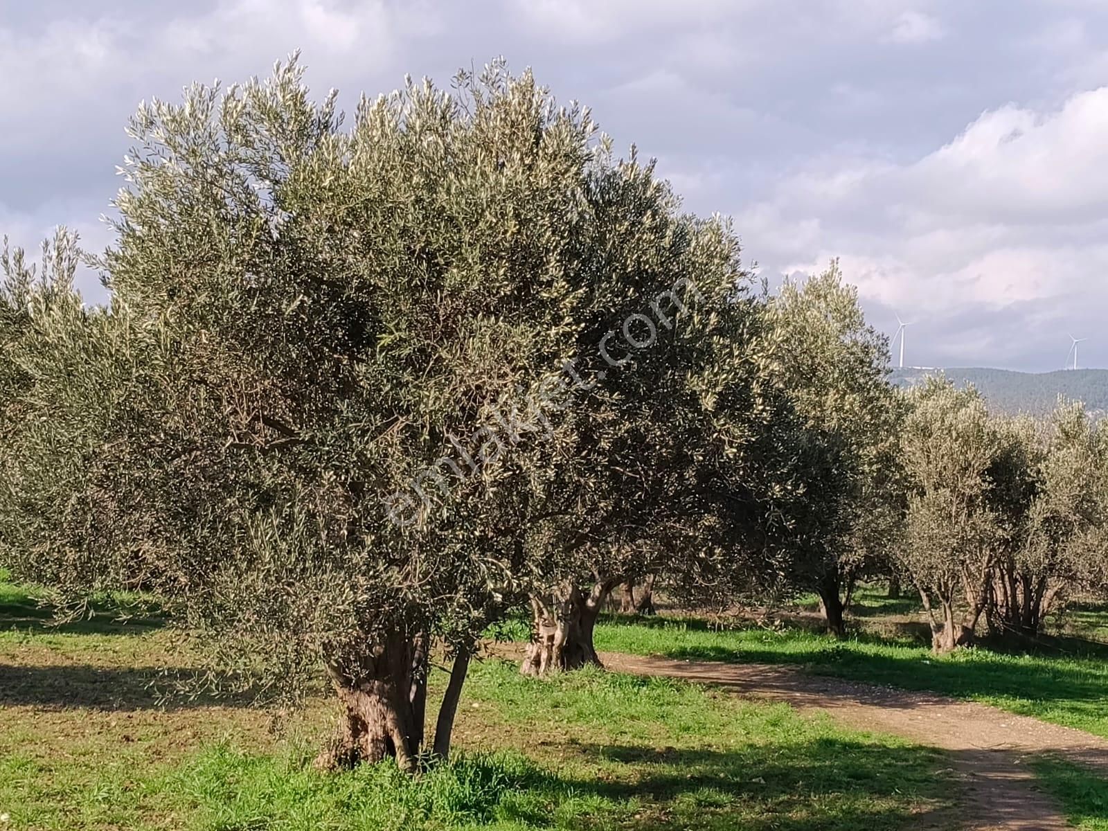 Göçbeyliye 750 Metre Mesafede 1056 M2 Zeytinlik - Görsel 4
