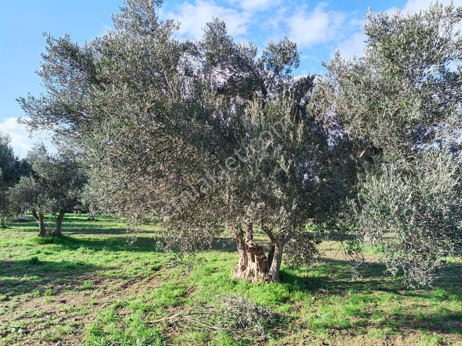 Göçbeyliye 750 Metre Mesafede 1056 M2 Zeytinlik - Görsel 8