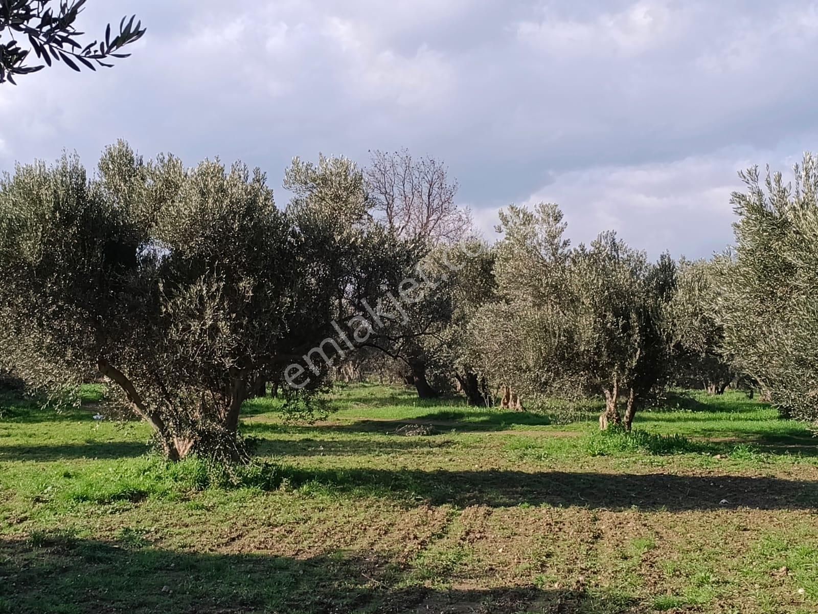 Göçbeyliye 750 Metre Mesafede 1056 M2 Zeytinlik - Görsel 3