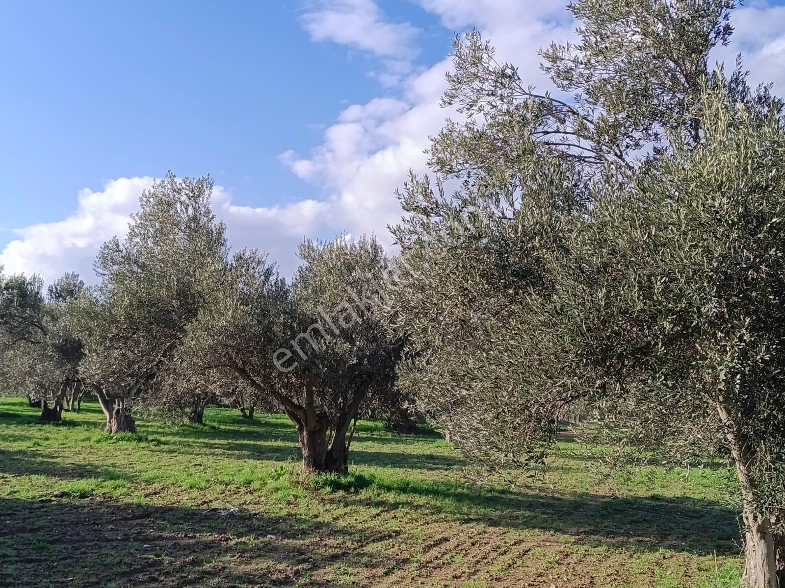 Göçbeyliye 750 Metre Mesafede 1056 M2 Zeytinlik - Görsel 6