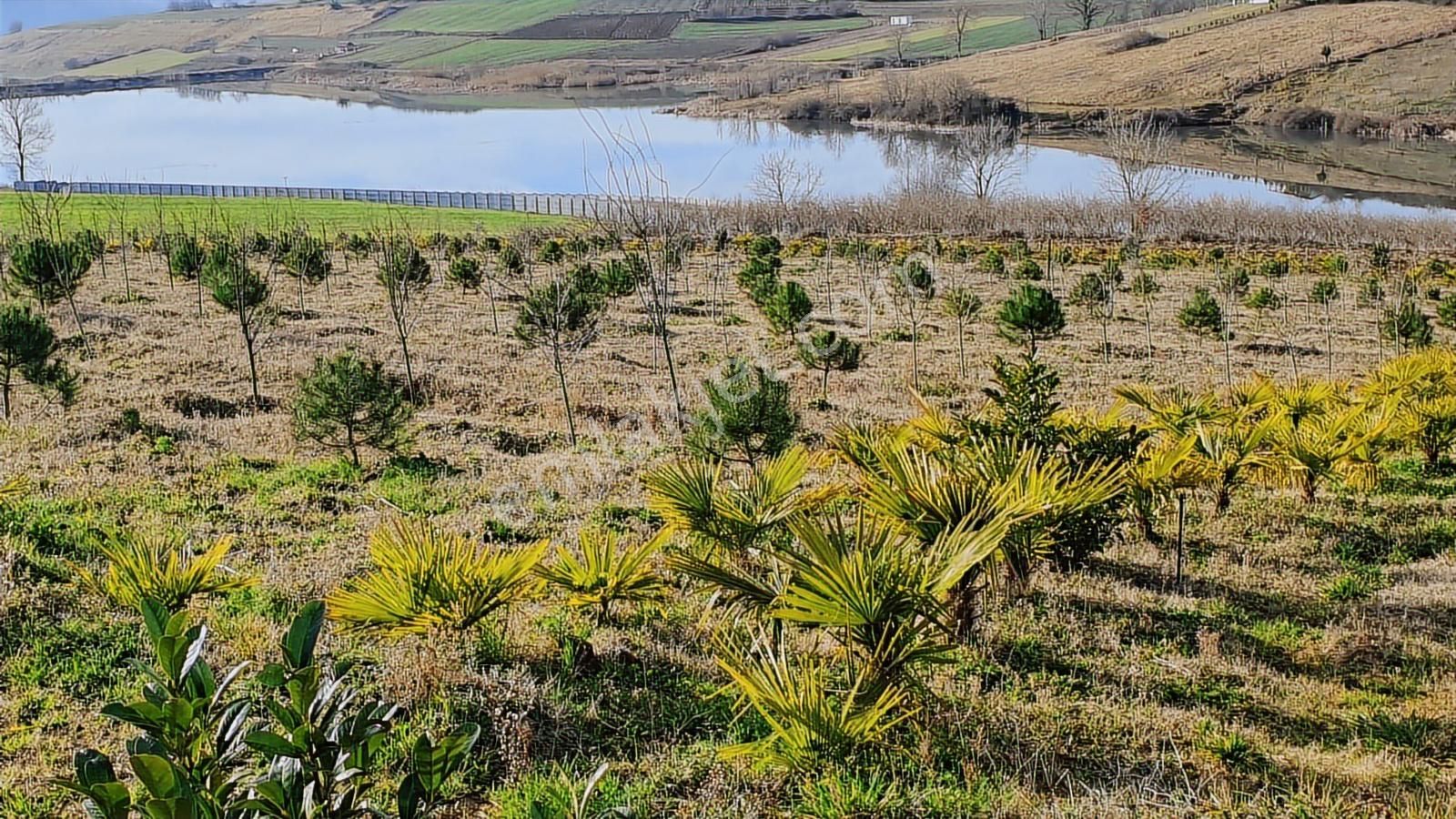 Eşsiz Meyve Bahçesi / Aşırlar Gölü Ve Korucuk Manzaralı - Görsel 3