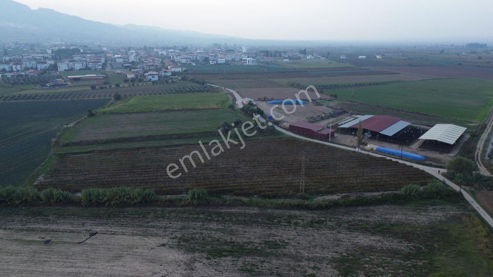Satılık Sartta 11 Dönüm Yola Sıfır Elektrik Sulu Yatırımlık Bağ - Görsel 13