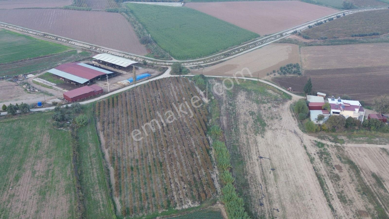 Satılık Sartta 11 Dönüm Yola Sıfır Elektrik Sulu Yatırımlık Bağ - Görsel 8