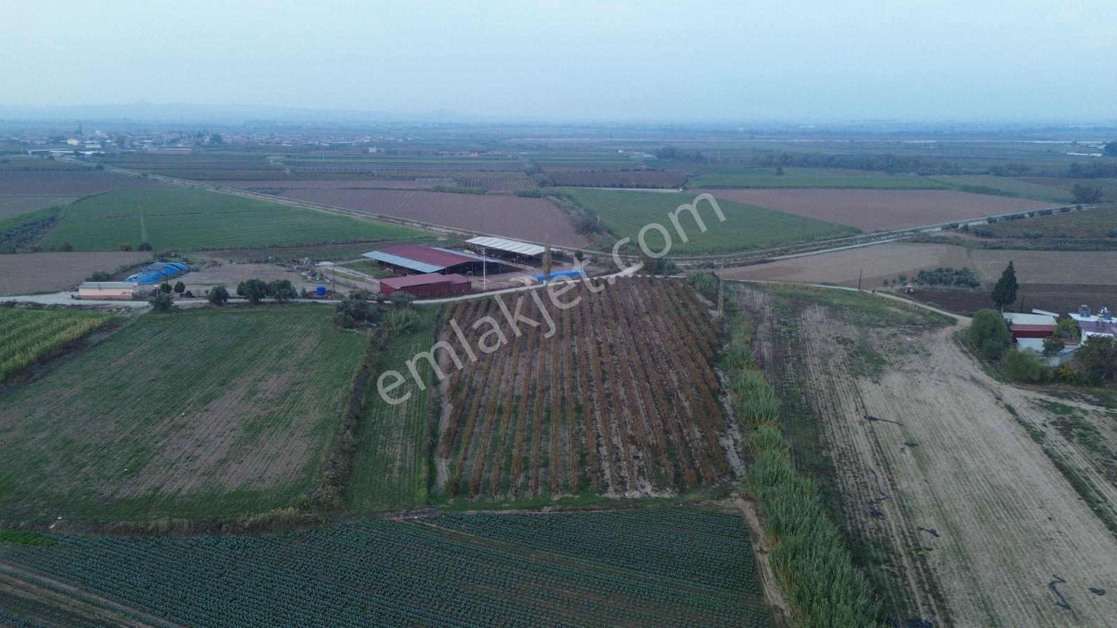 Satılık Sartta 11 Dönüm Yola Sıfır Elektrik Sulu Yatırımlık Bağ - Görsel 9