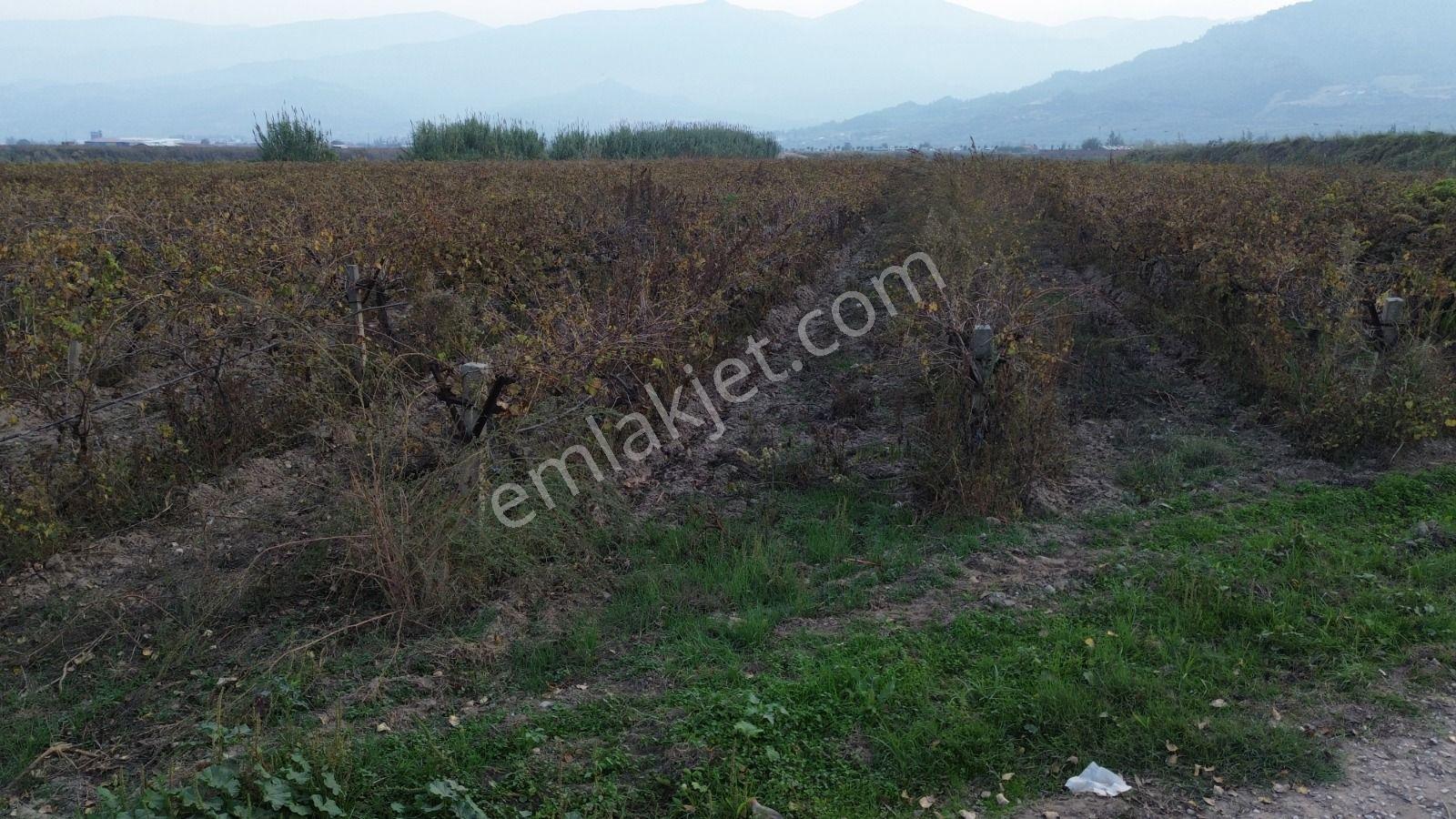 Satılık Sartta 11 Dönüm Yola Sıfır Elektrik Sulu Yatırımlık Bağ - Görsel 28
