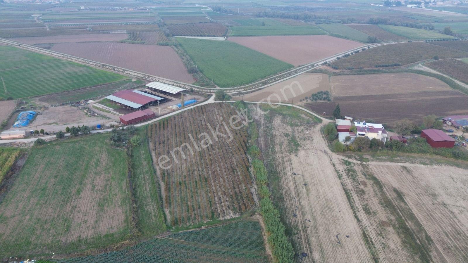 Satılık Sartta 11 Dönüm Yola Sıfır Elektrik Sulu Yatırımlık Bağ - Görsel 10