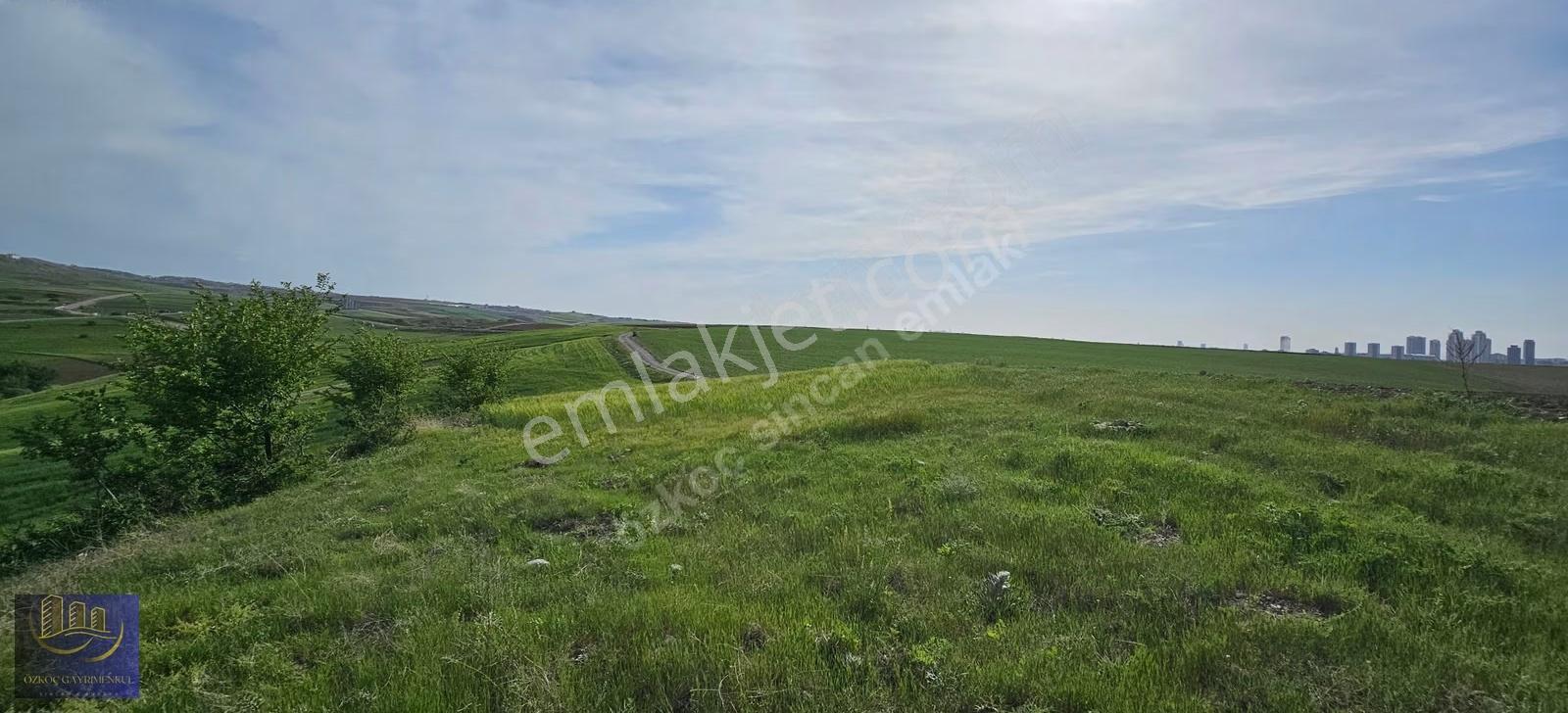Şehit Ali' De İmar Sınırında Kadastro Yoluna Cephe 2981 M² Arazi - Görsel 9