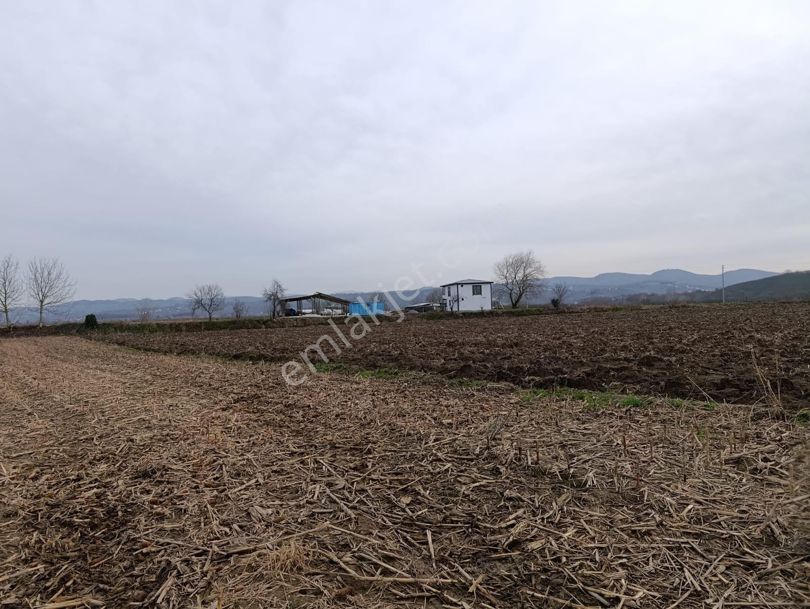 4.018 M² Satılık Tarla Konteyner Ve Yapı Kayıt Belgeli - Görsel 9