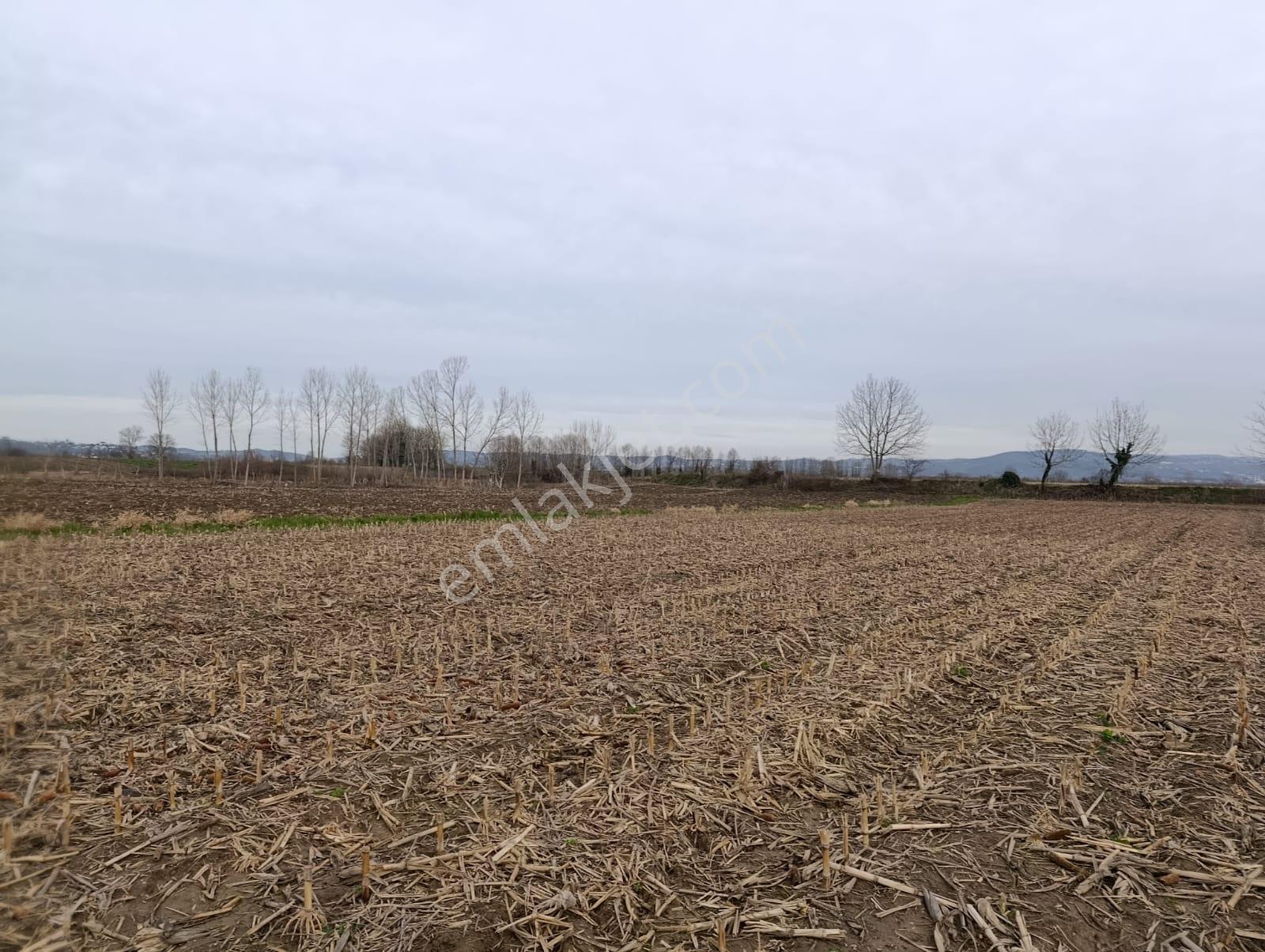 4.018 M² Satılık Tarla Konteyner Ve Yapı Kayıt Belgeli - Görsel 15