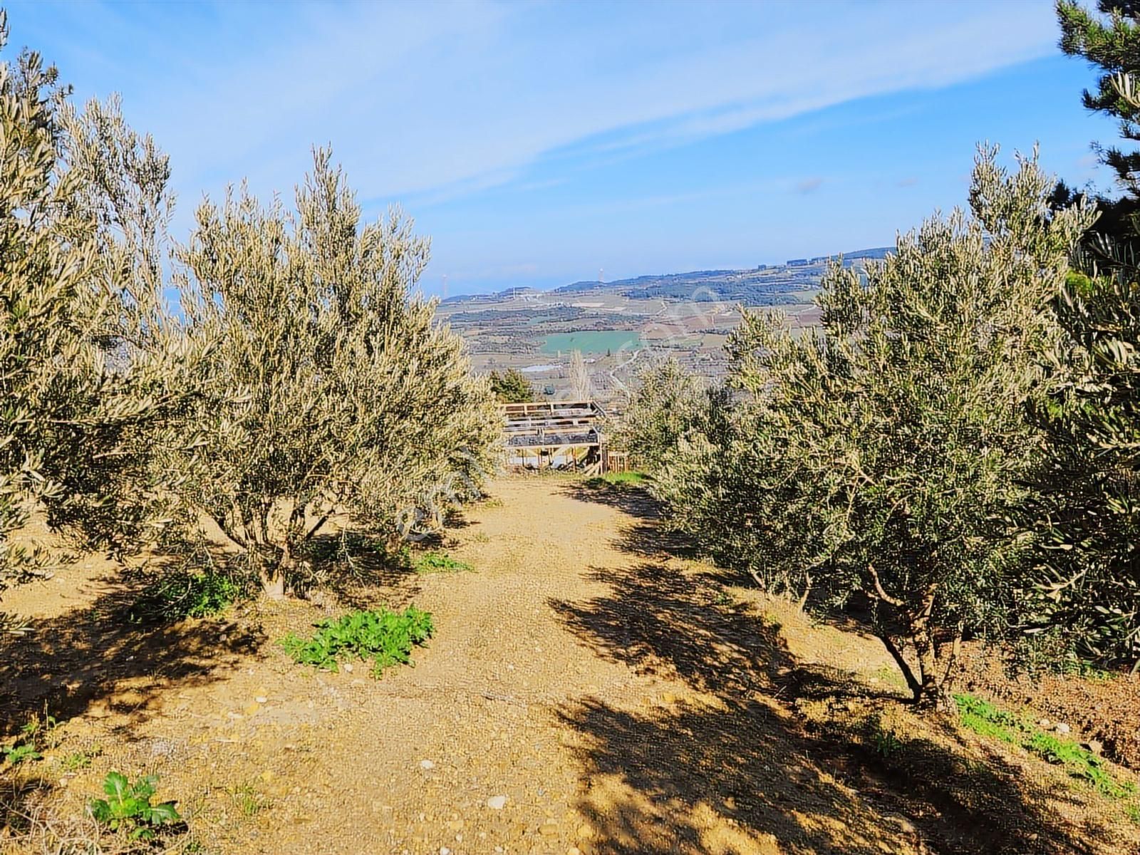 Umurbey'de İmara Bitişik Boğaz Ve Köprü Manzaralı 7 Dönüm Tarla. - Görsel 26