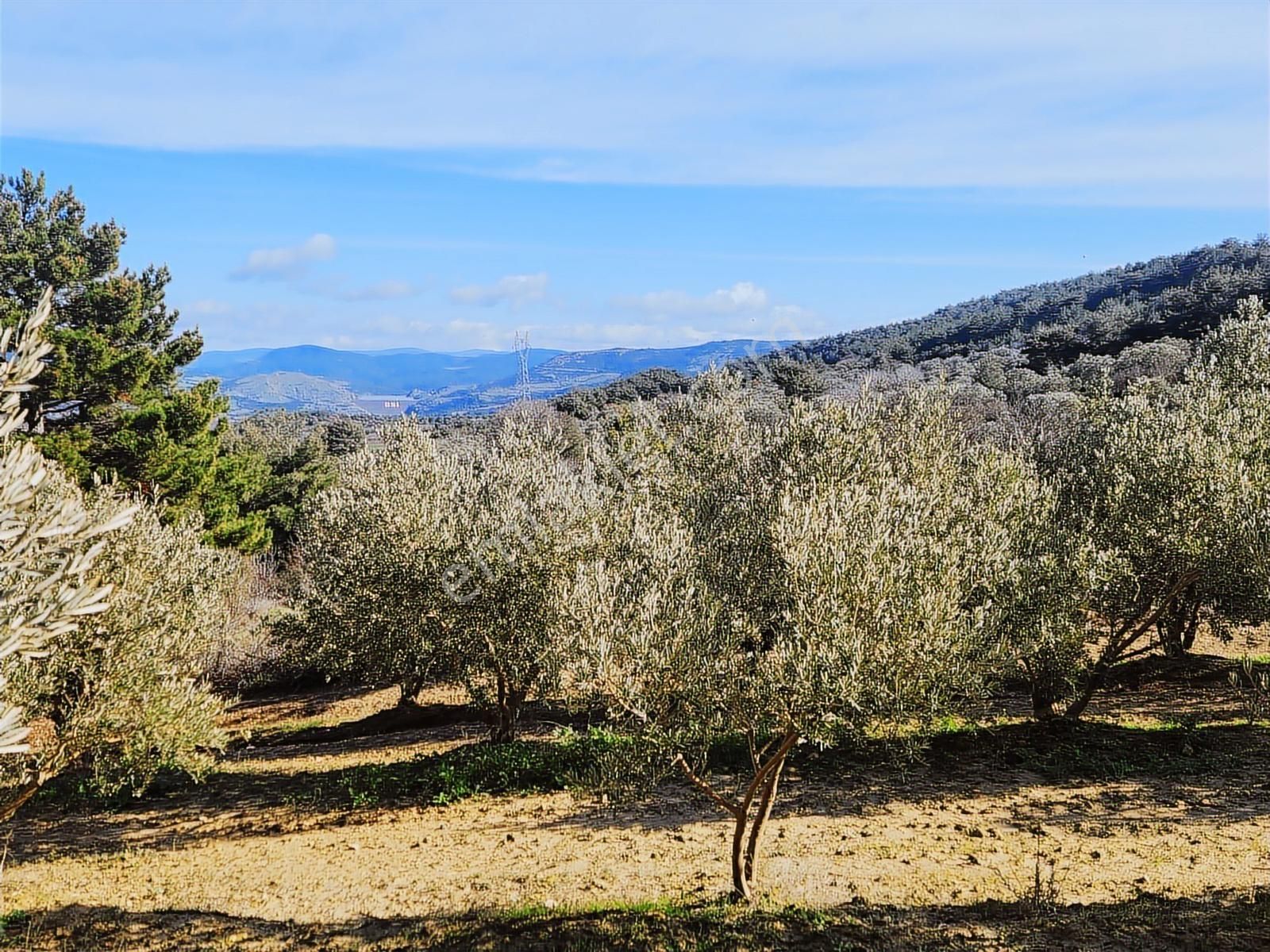 Umurbey'de İmara Bitişik Boğaz Ve Köprü Manzaralı 7 Dönüm Tarla. - Görsel 25
