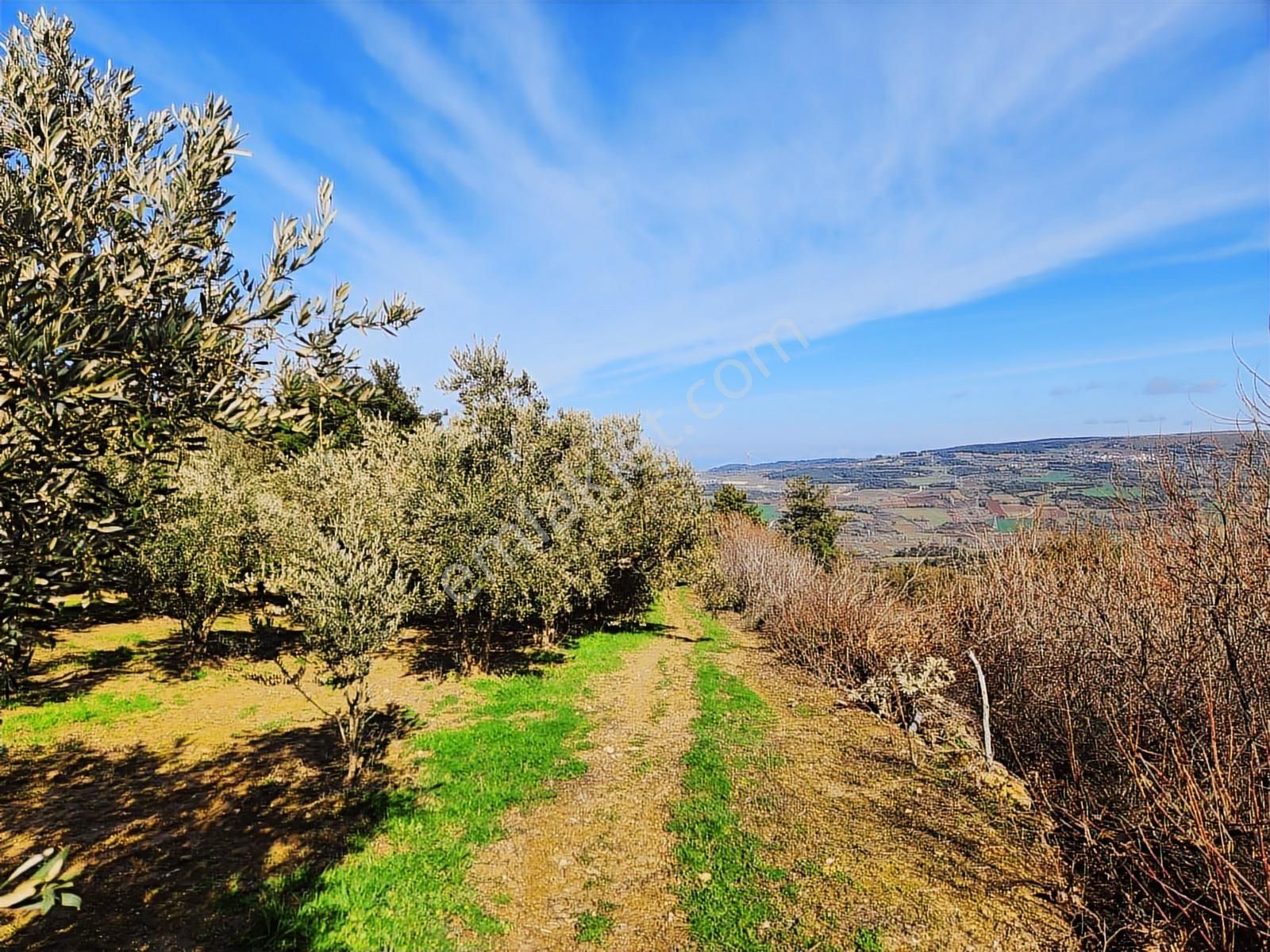 Umurbey'de İmara Bitişik Boğaz Ve Köprü Manzaralı 7 Dönüm Tarla. - Görsel 10